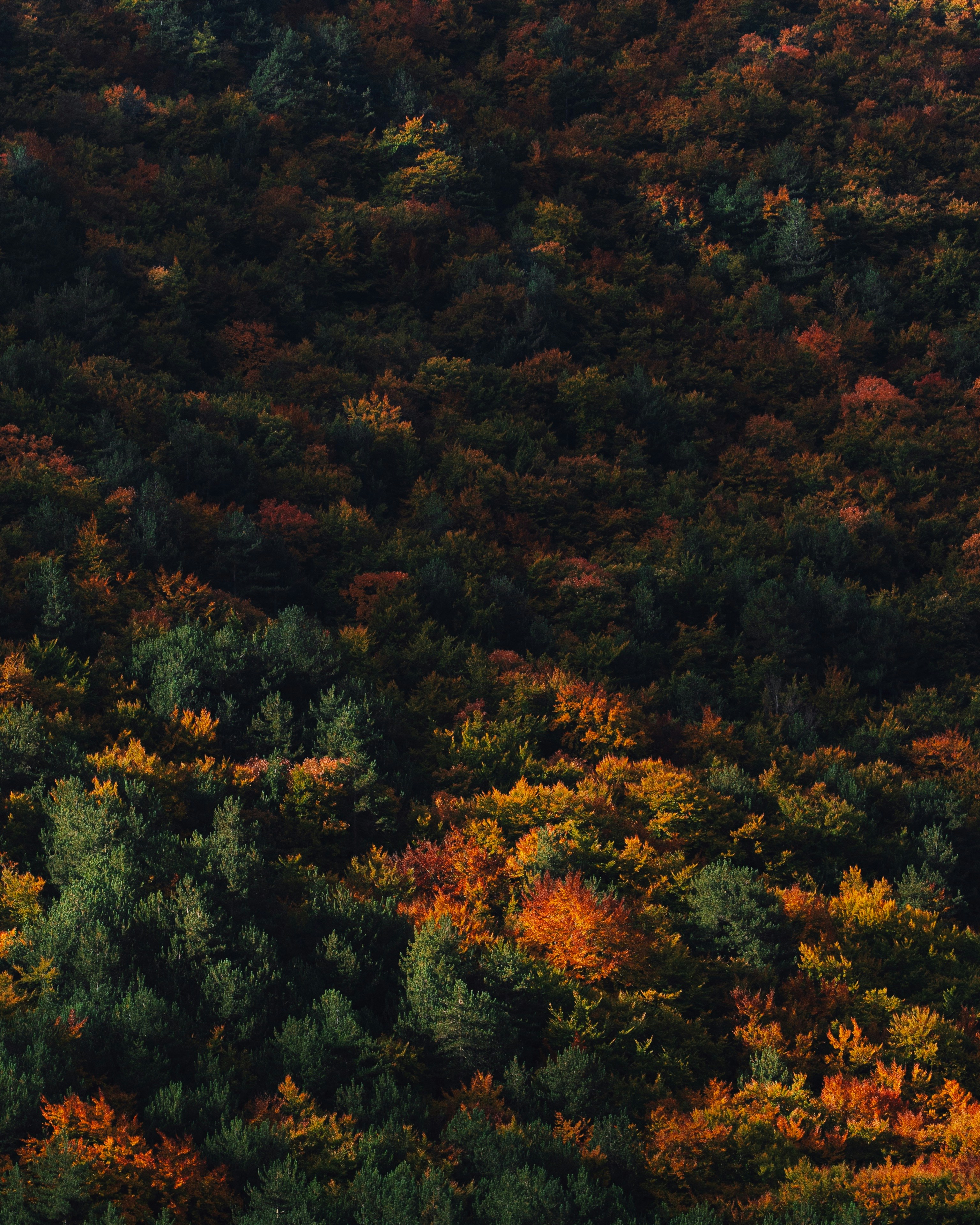 Lush forest canopy displaying vibrant autumn colors.