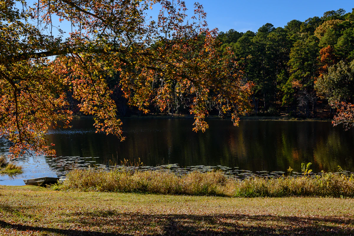 A still East Texas lake with lily pads, autumn leaves in front and pines on the far shore