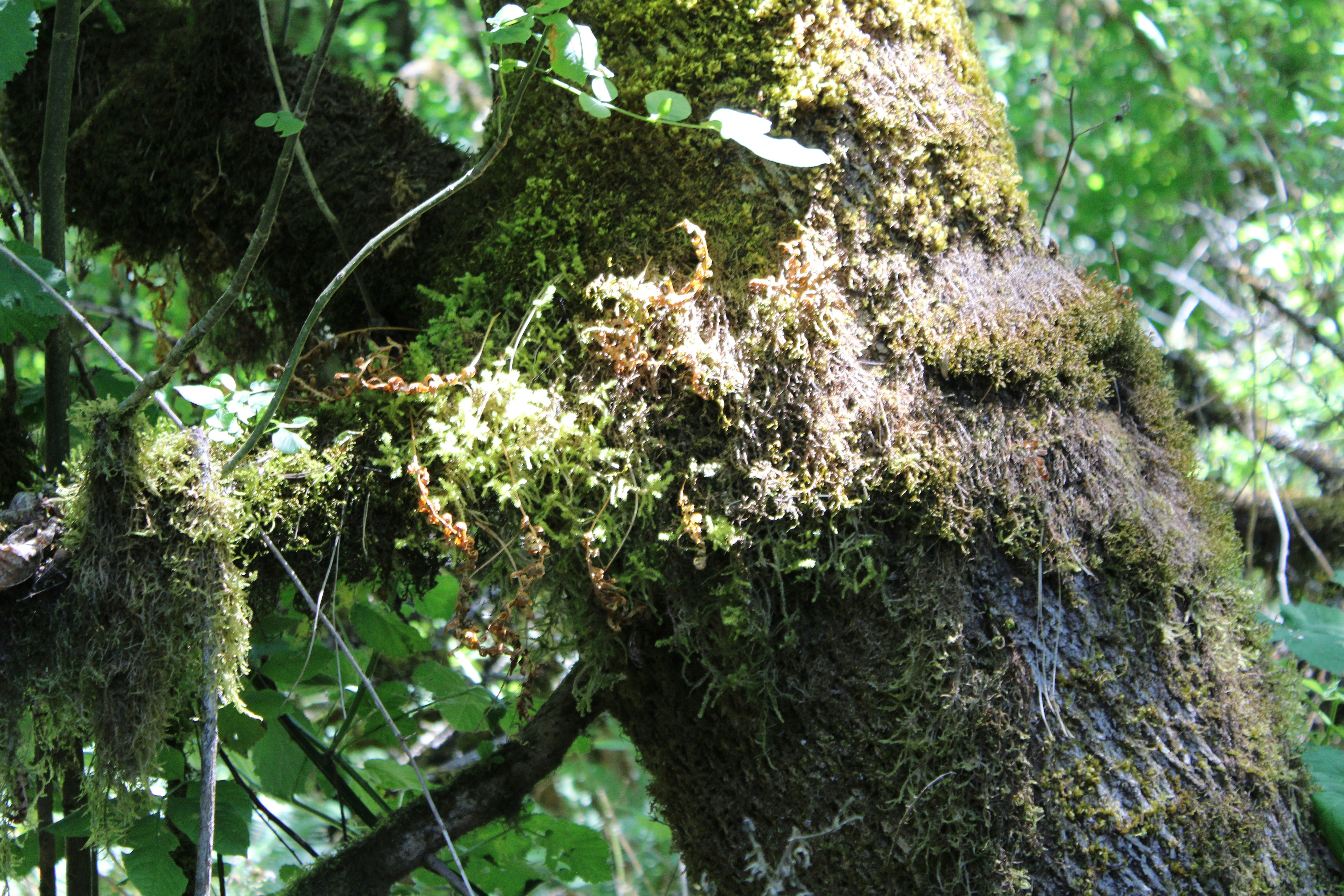 Photo by crvscience