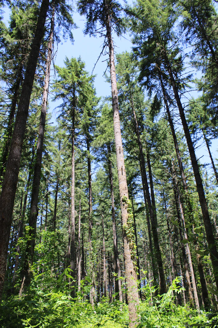 Looking up into a stand of tall evergreen timber