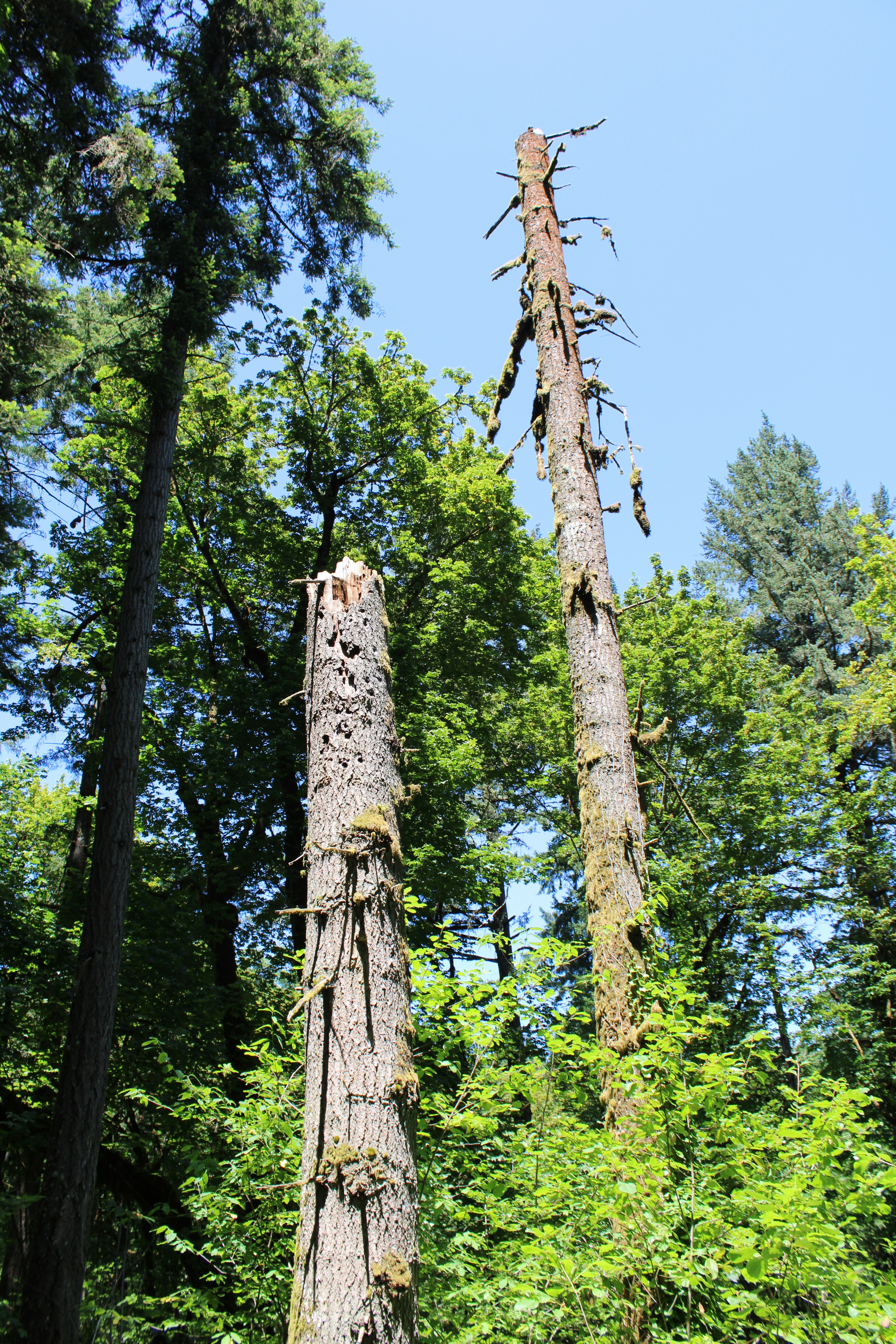 Two tall, dead trees stand broken in a green forest.