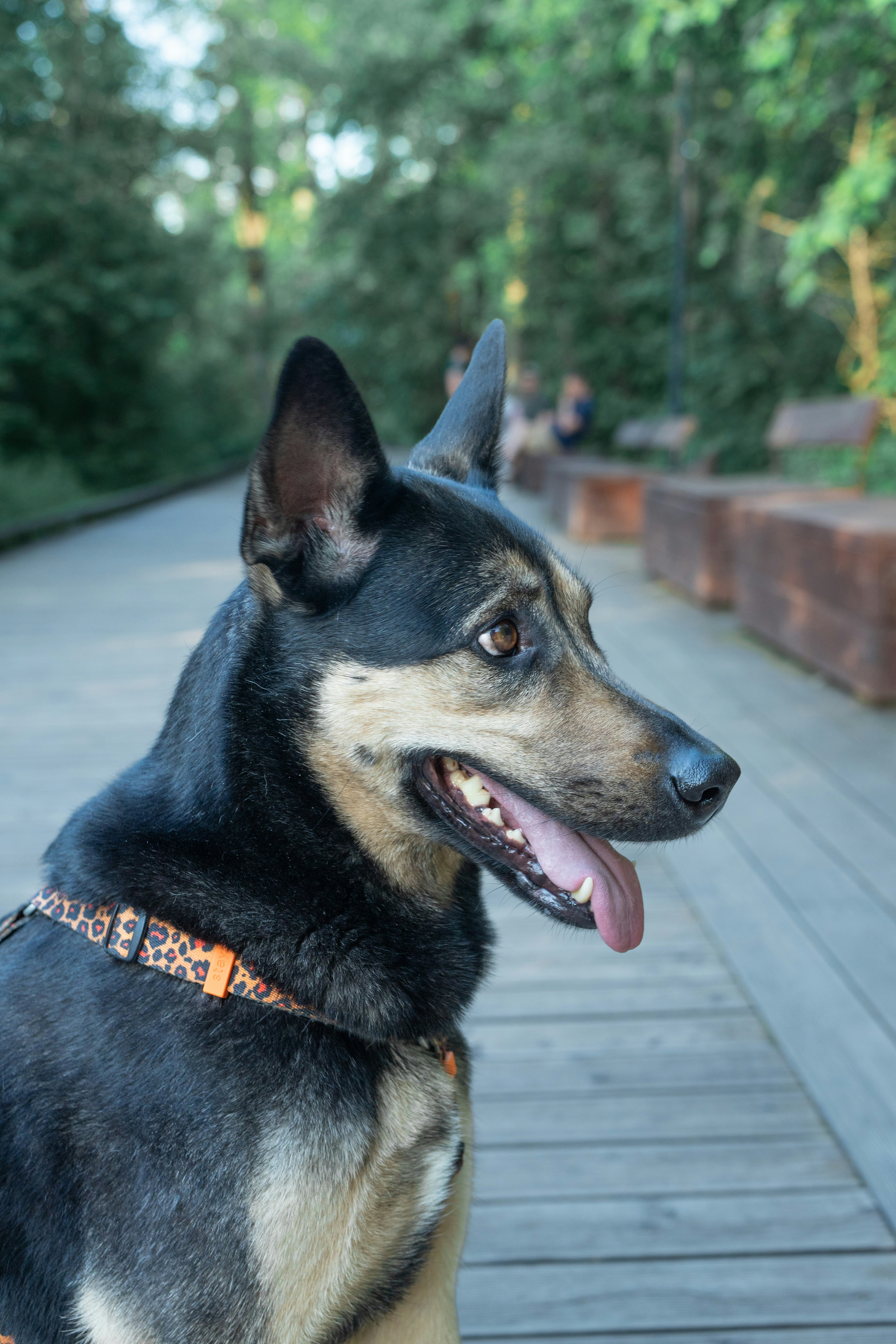 Ein fröhlicher schwarz-brauner Hund auf einem hölzernen Steg.