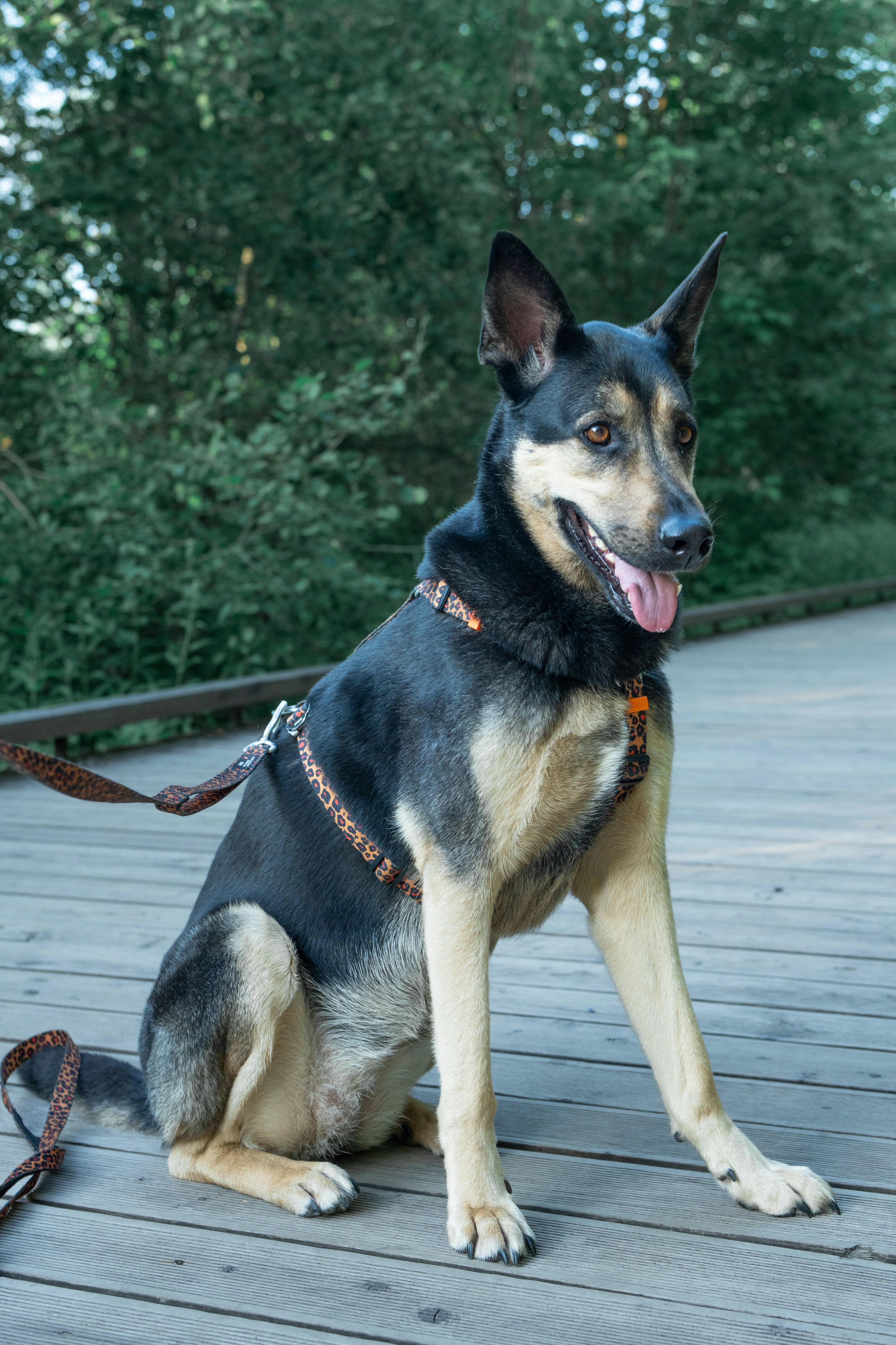 Schwarzer und gebräunter Hund sitzt draußen auf einem Holzweg.