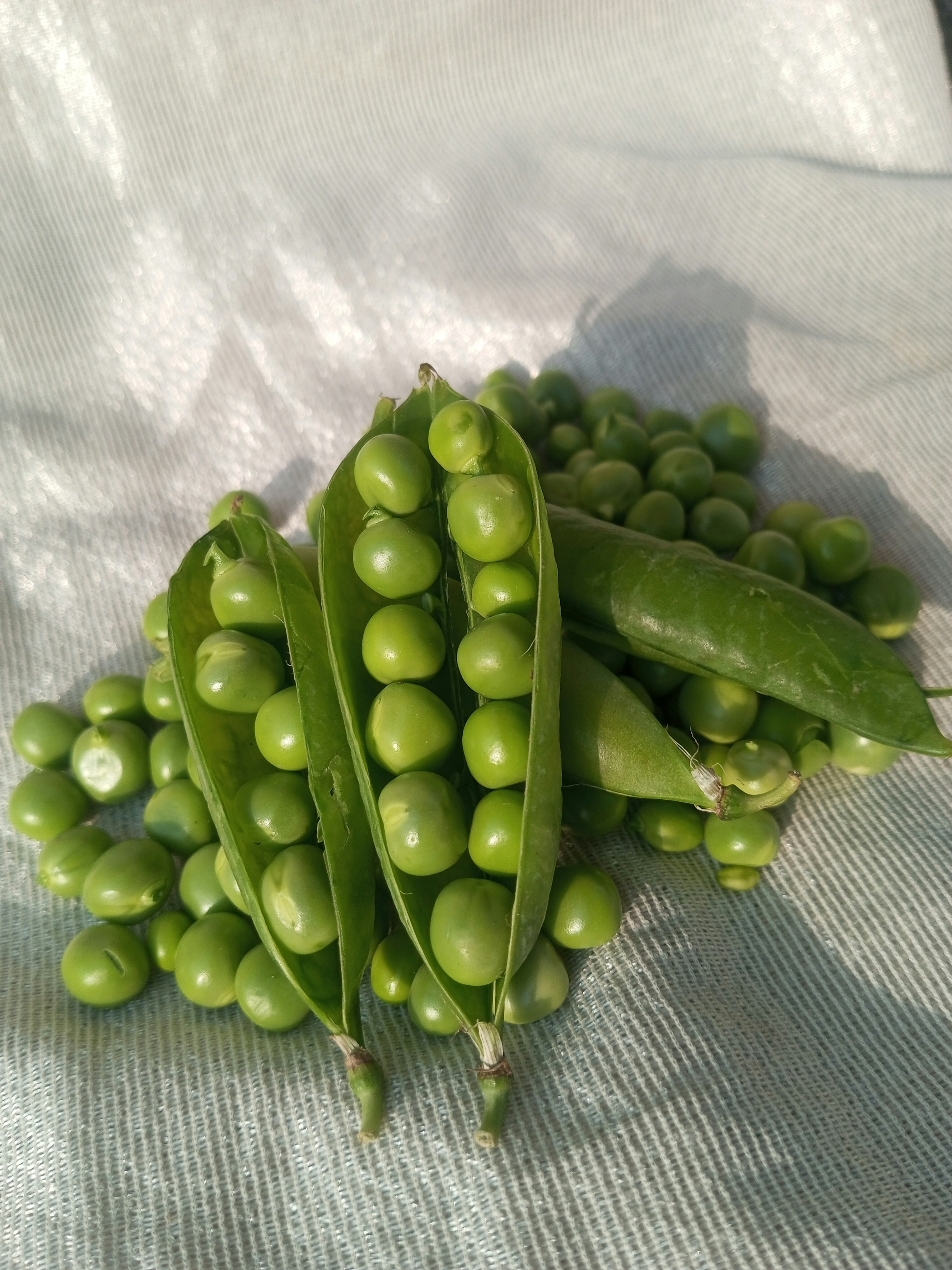 Kacang hijau segar, beberapa dalam polong, di permukaan putih.