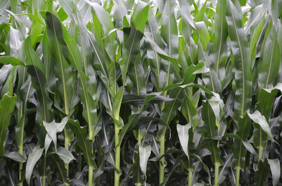 Crop farming field
