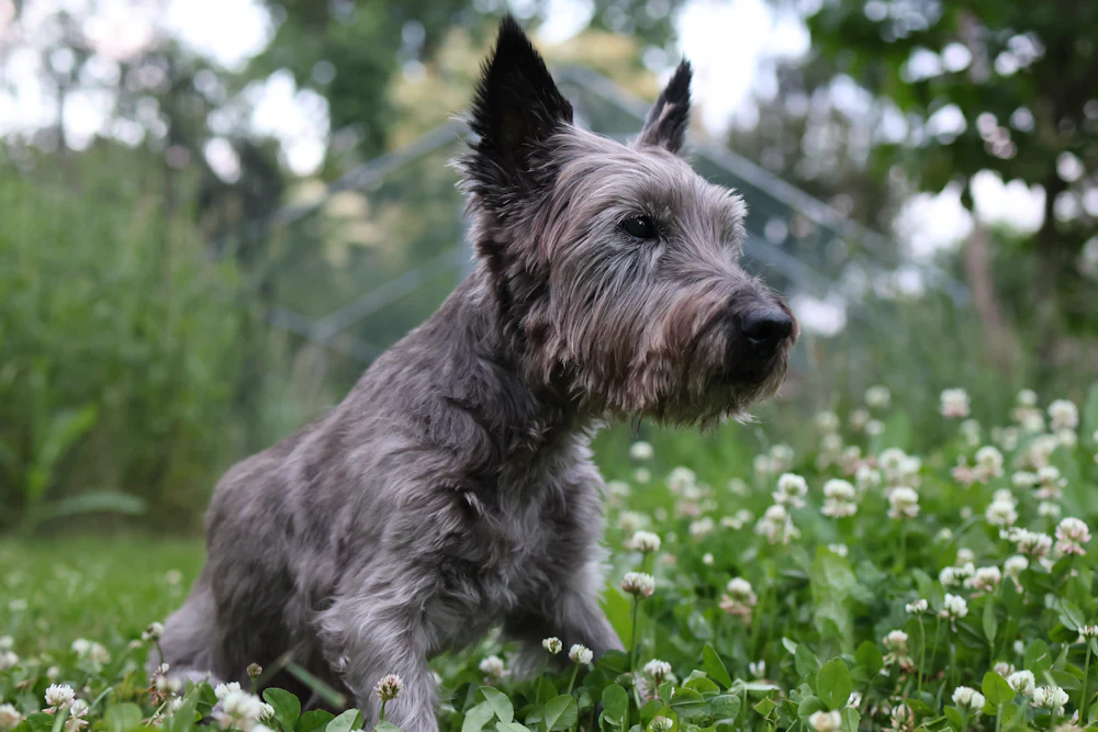 Cairn Terrier, photo 1