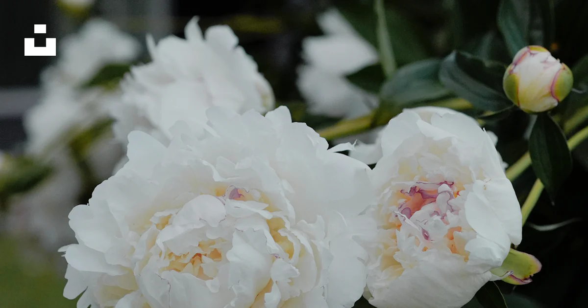 Hs Code For Spring Pad Delicate white peony blossoms and buds - Free Photo on Unsplash