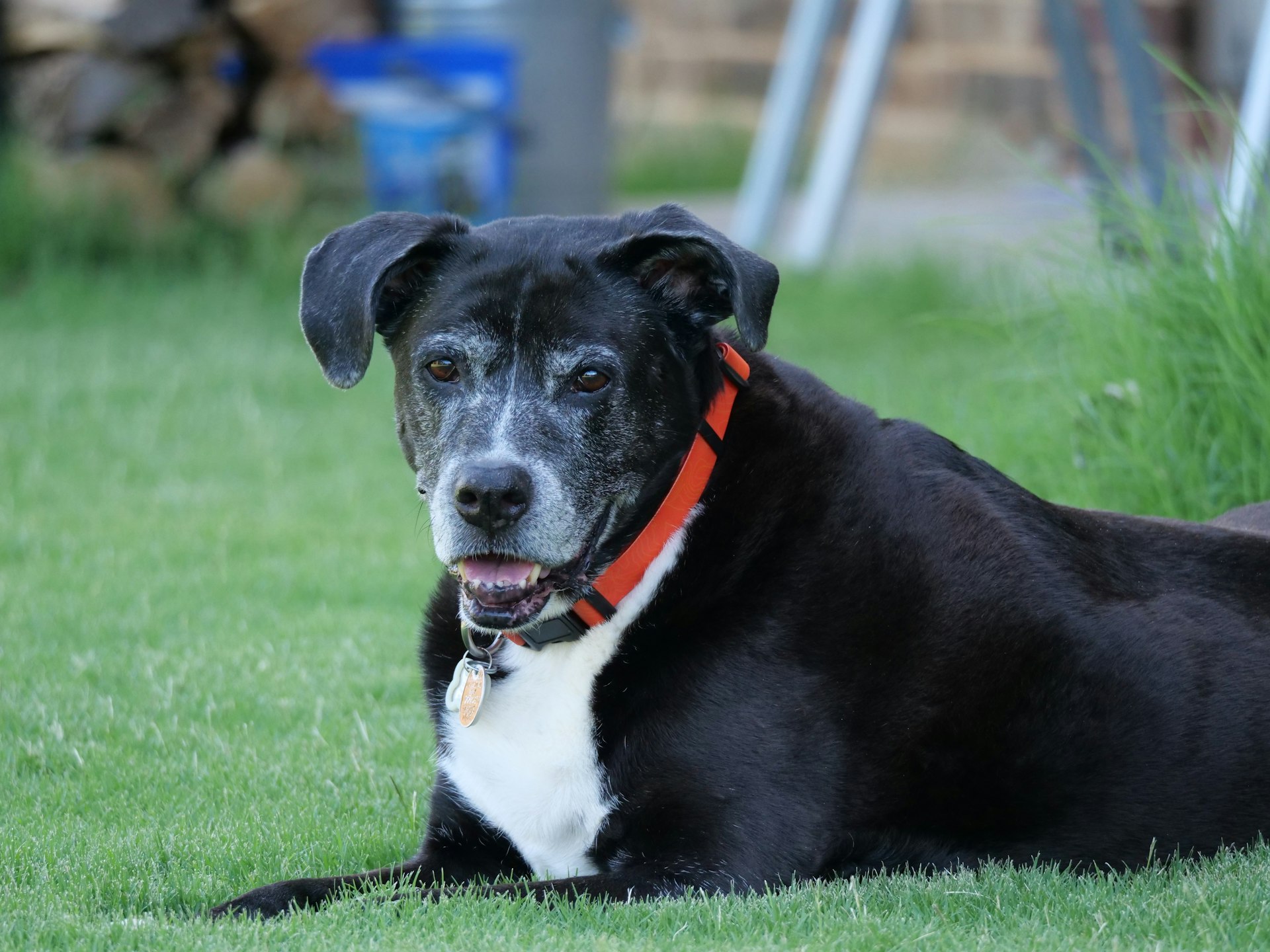 A grey-muzzled senior dog resting on a lawn