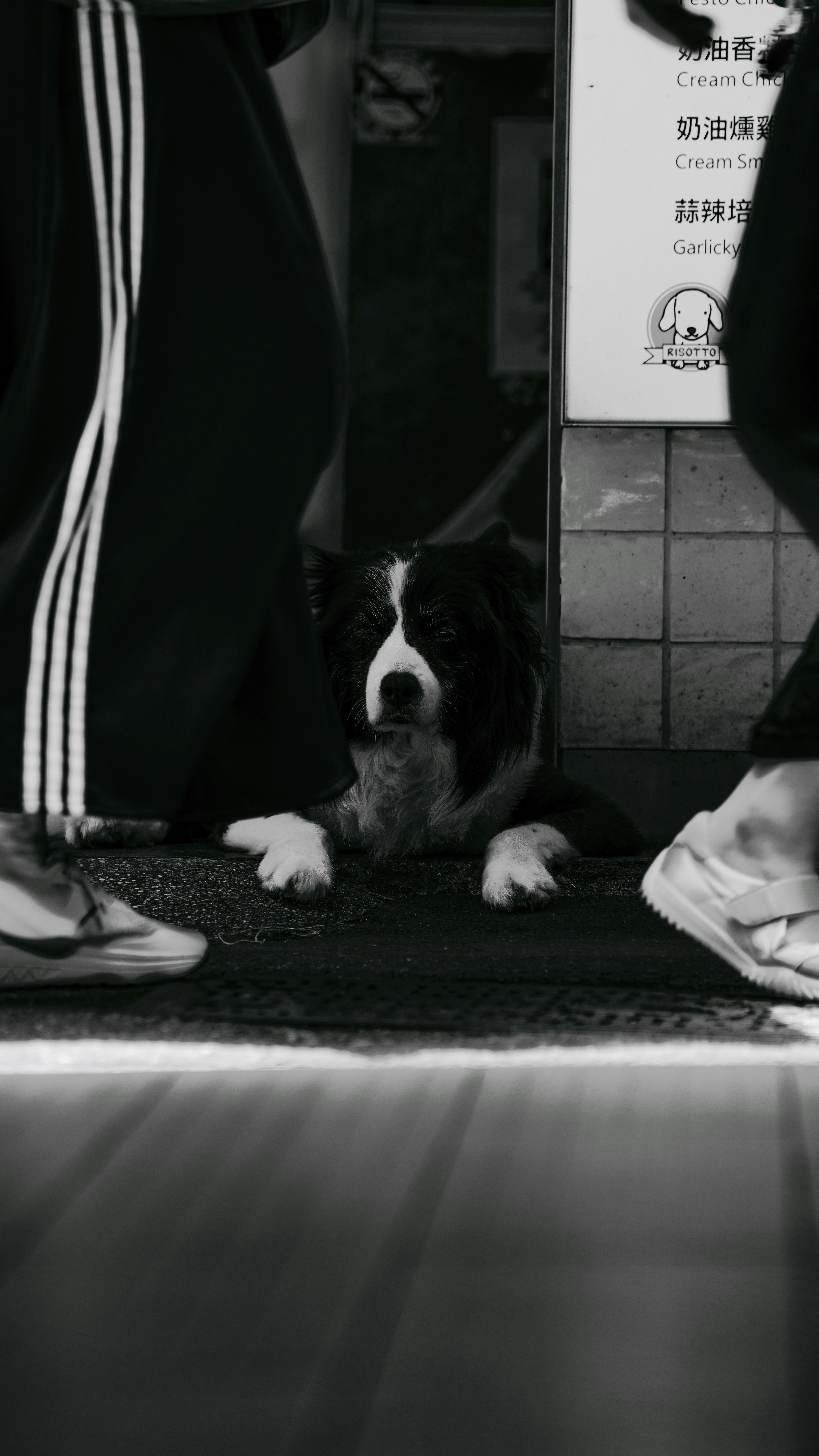 A border collie dog lies between two people's legs