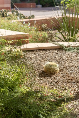 A barrel cactus set in a gravel bed with desert plants, the style of xeriscape landscaping Clark County homeowners are converting to