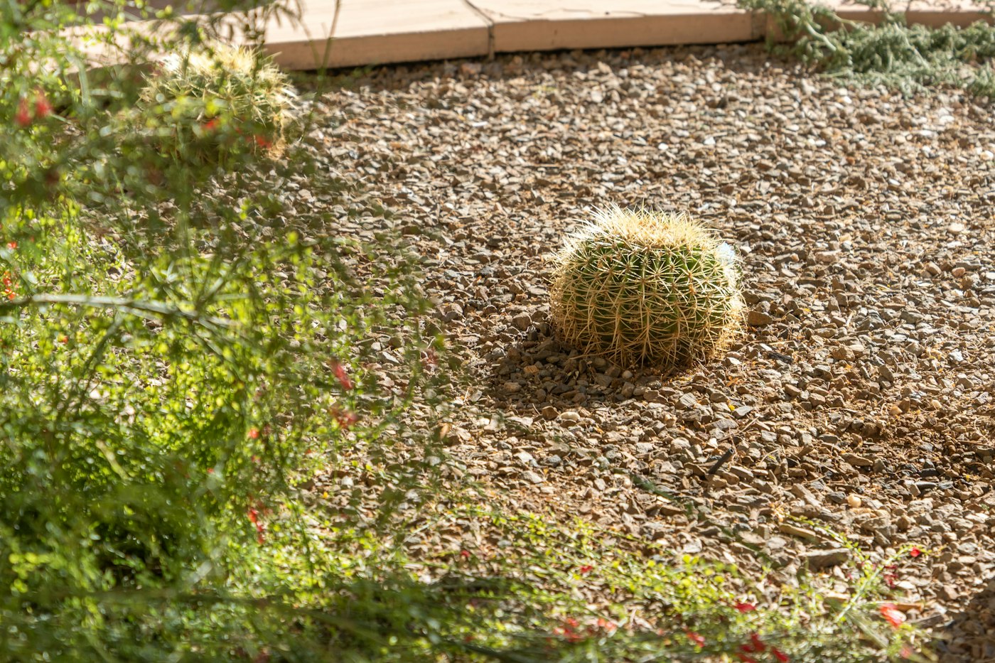 Cactus and desert plants in a gravel bed, an example of drought tolerant landscaping