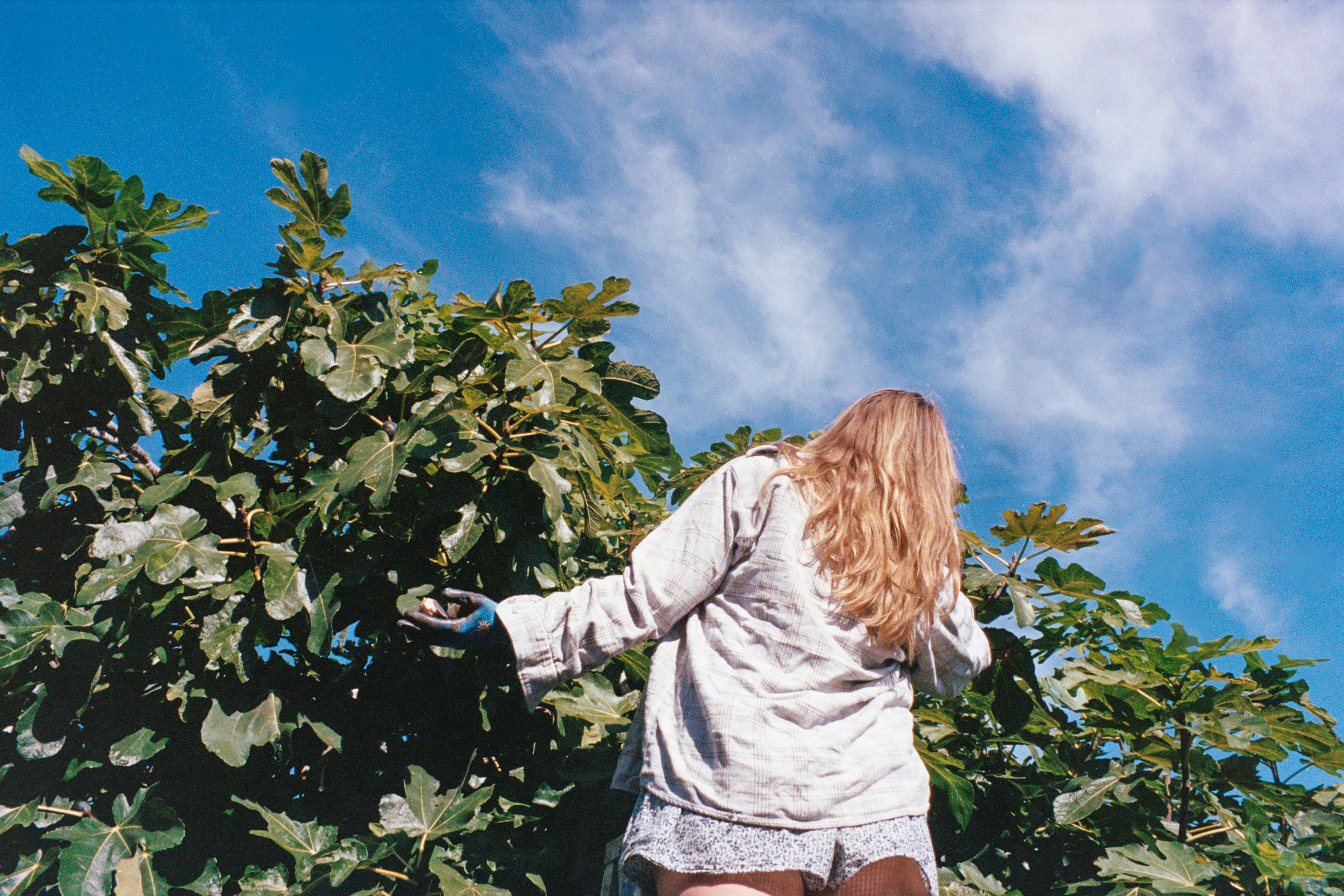 Woman picking figs from a tree under a blue sky.