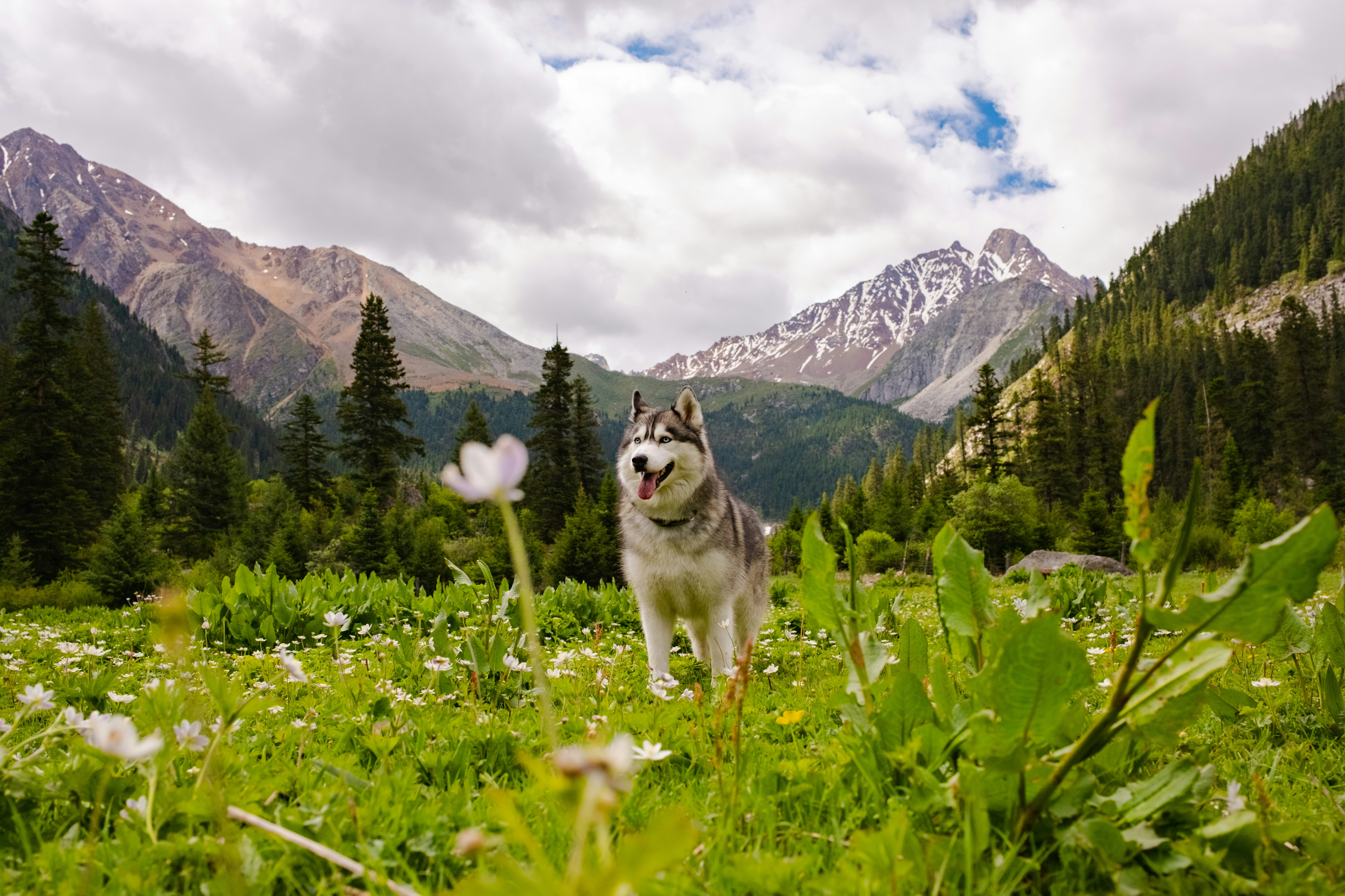 Cane che si rilassa in un prato