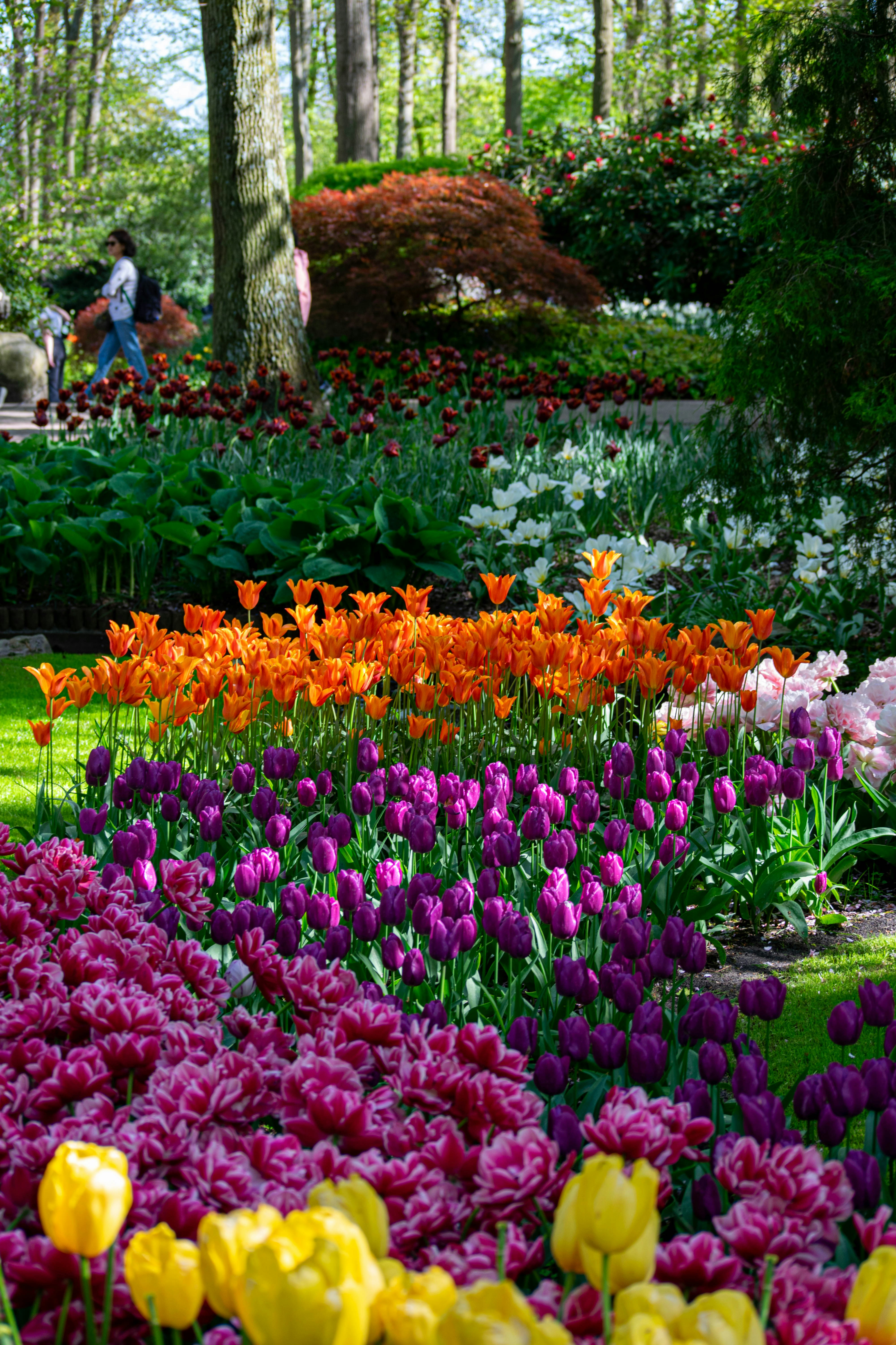 Fileiras vibrantes de tulipas coloridas florescendo em um belo jardim