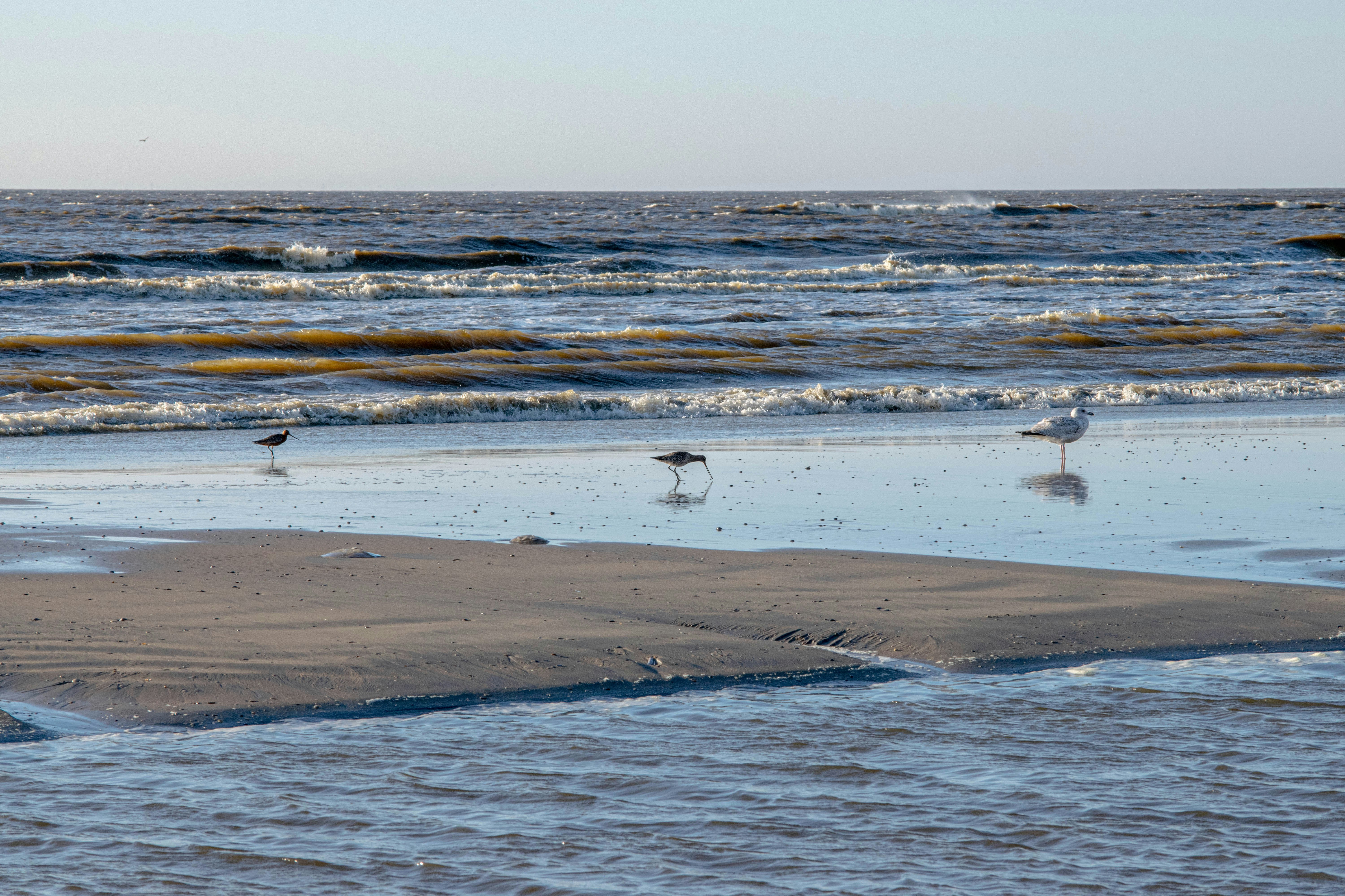 Three birds stand on a sandy beach with ocean waves.
