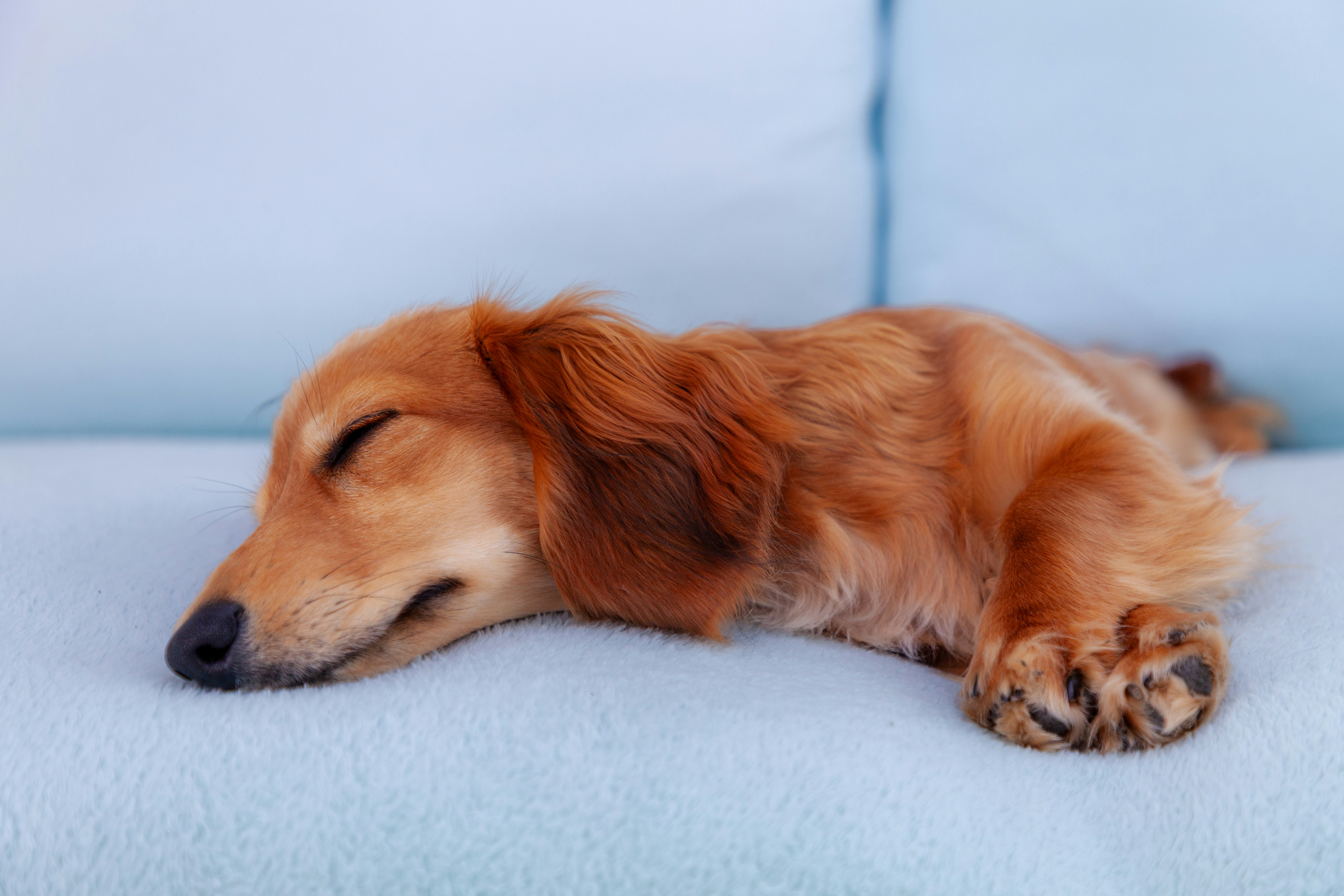A sleeping brown dachshund puppy on a light blue couch.