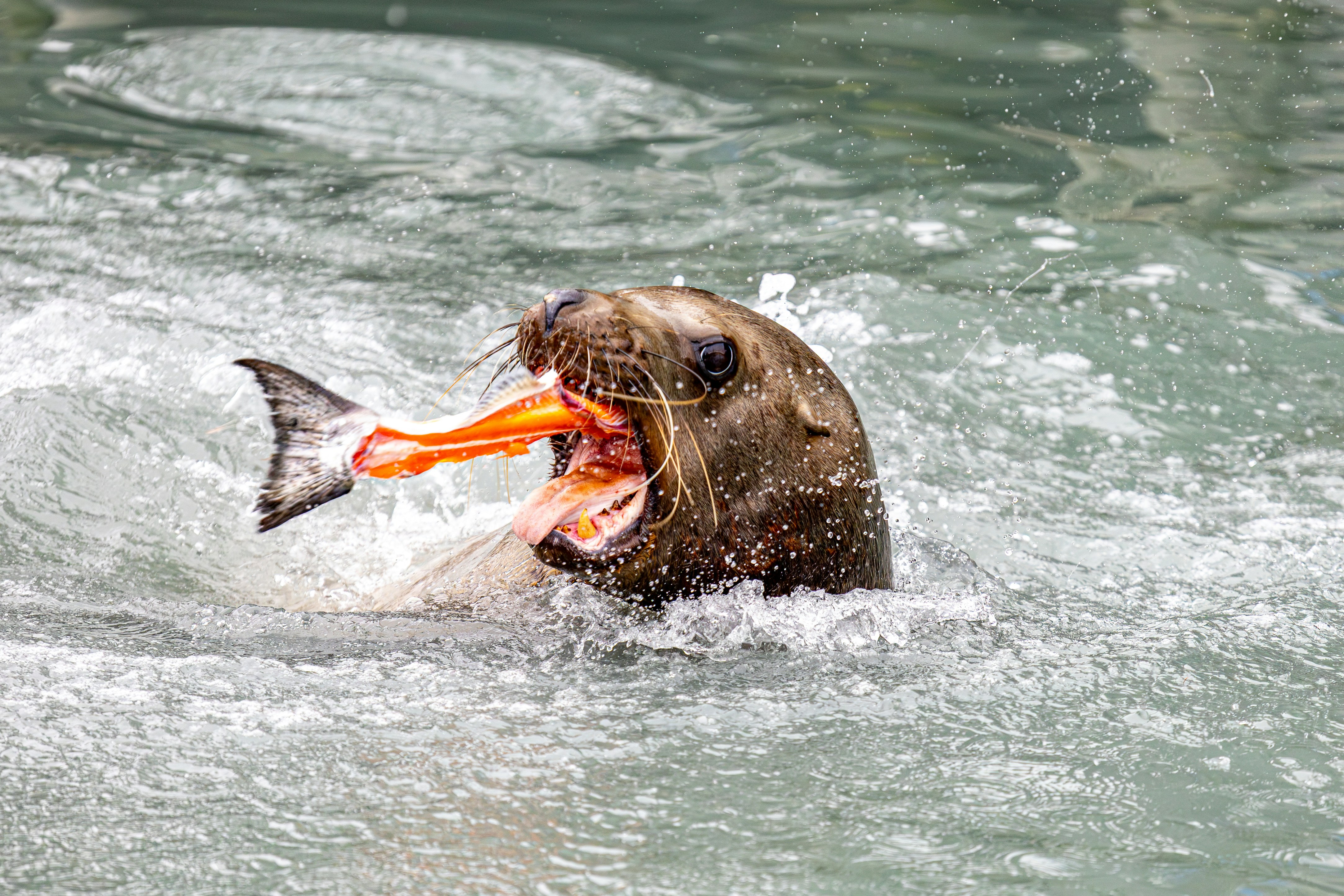 Un león marino devora un pez en el agua.