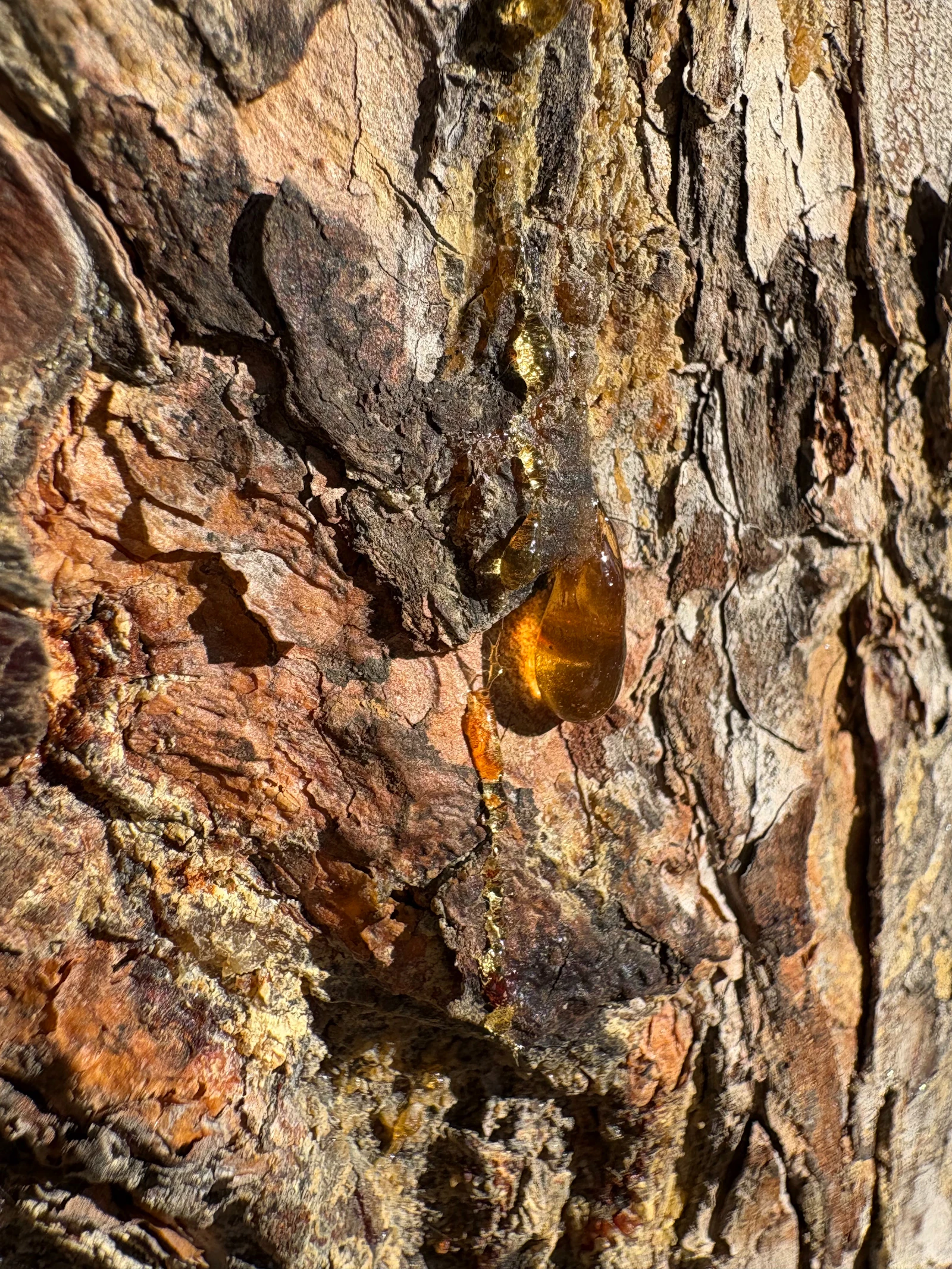 Natural resin sourced for export