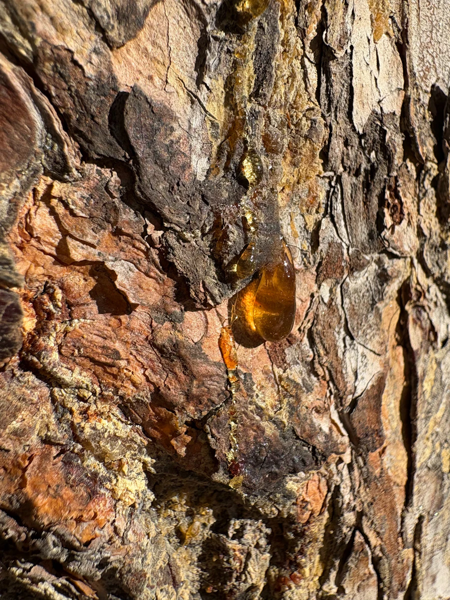 Natural resin on tree bark