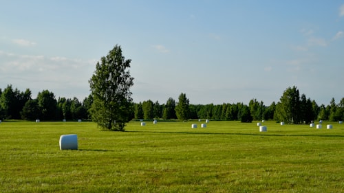 Round hay bales in green field