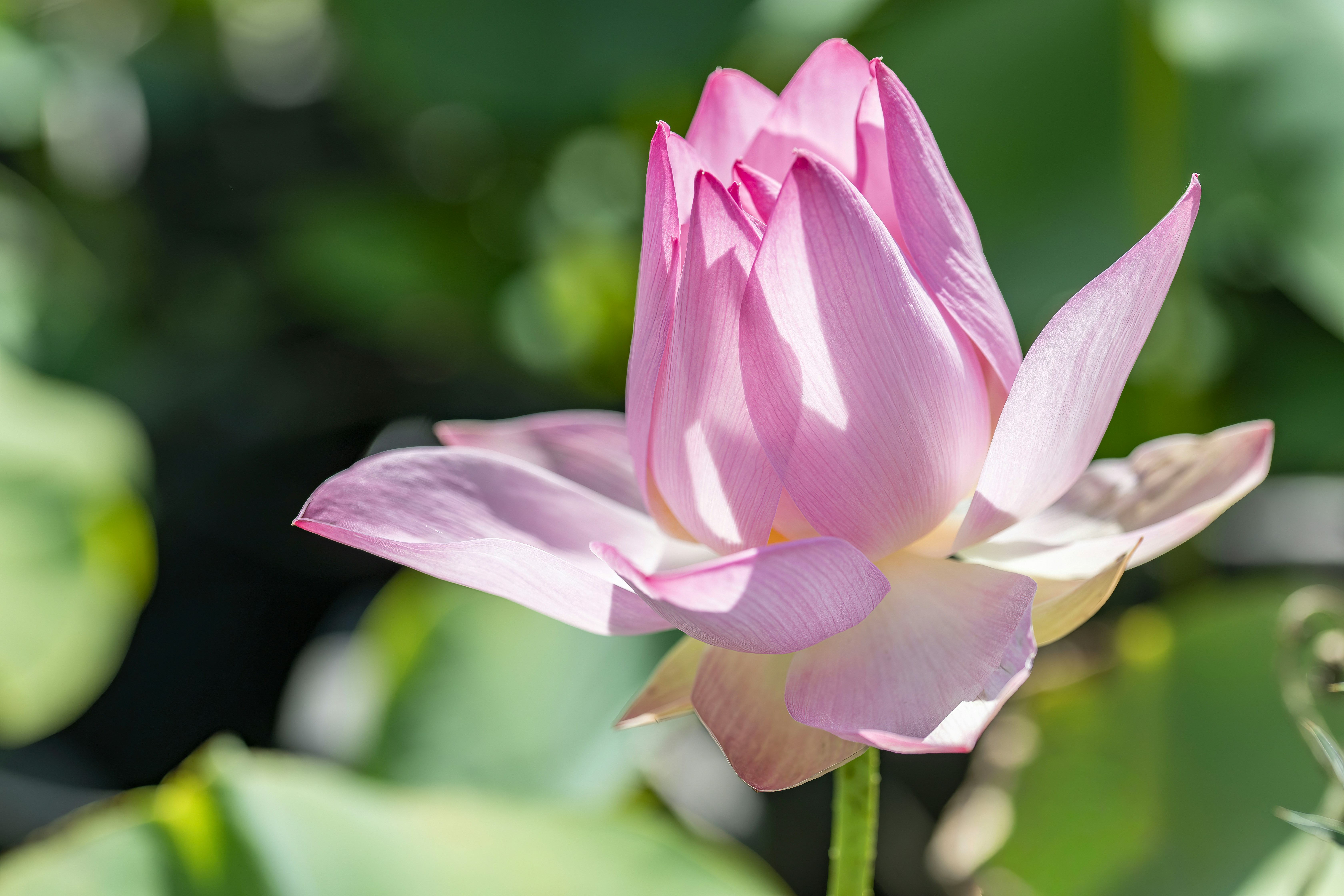 A pink lotus flower partially open.