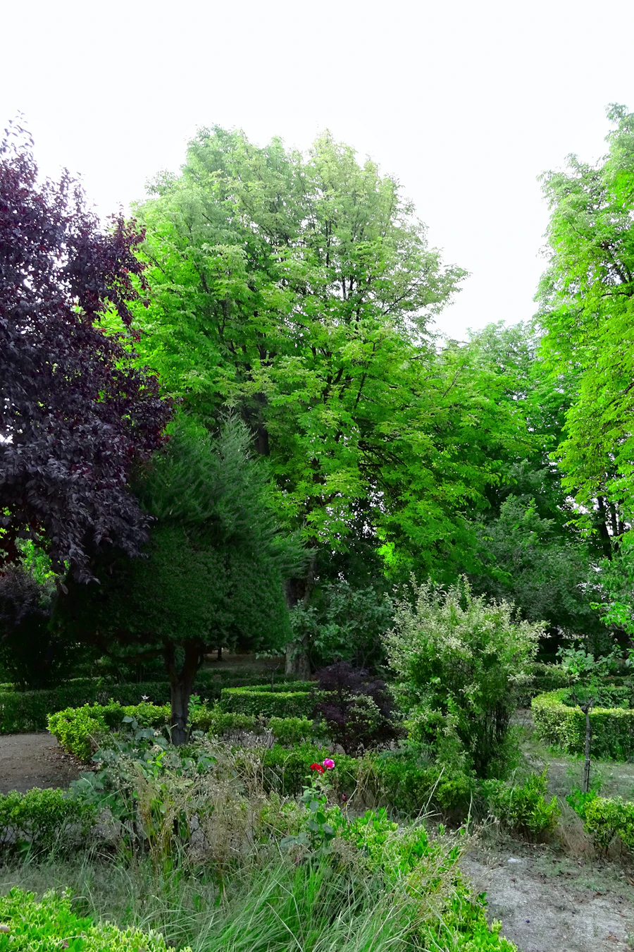 Lush park planting with mixed green trees, shrub massing and a mown edge