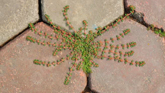Block Paving Weed Control Cardiff