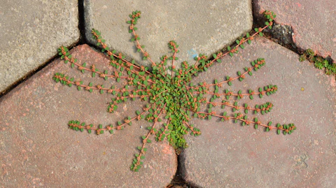 Block Paving Weed Control Cardiff