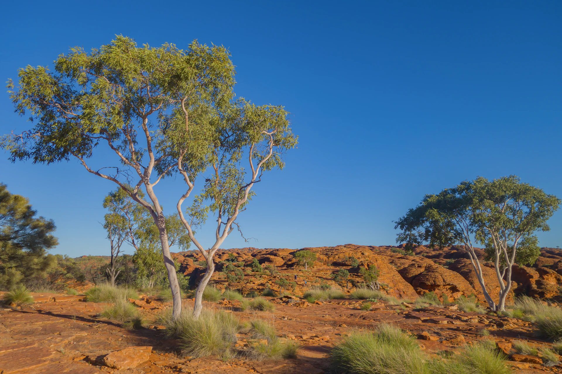 Eucalyptus trees on red desert terrain under clear blue sky.