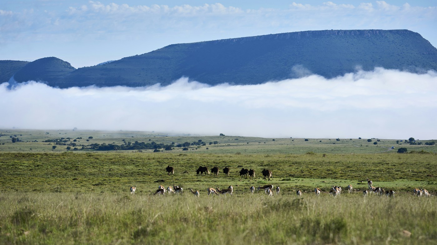 Zebra and wildebeest grazing below the Gol mountains