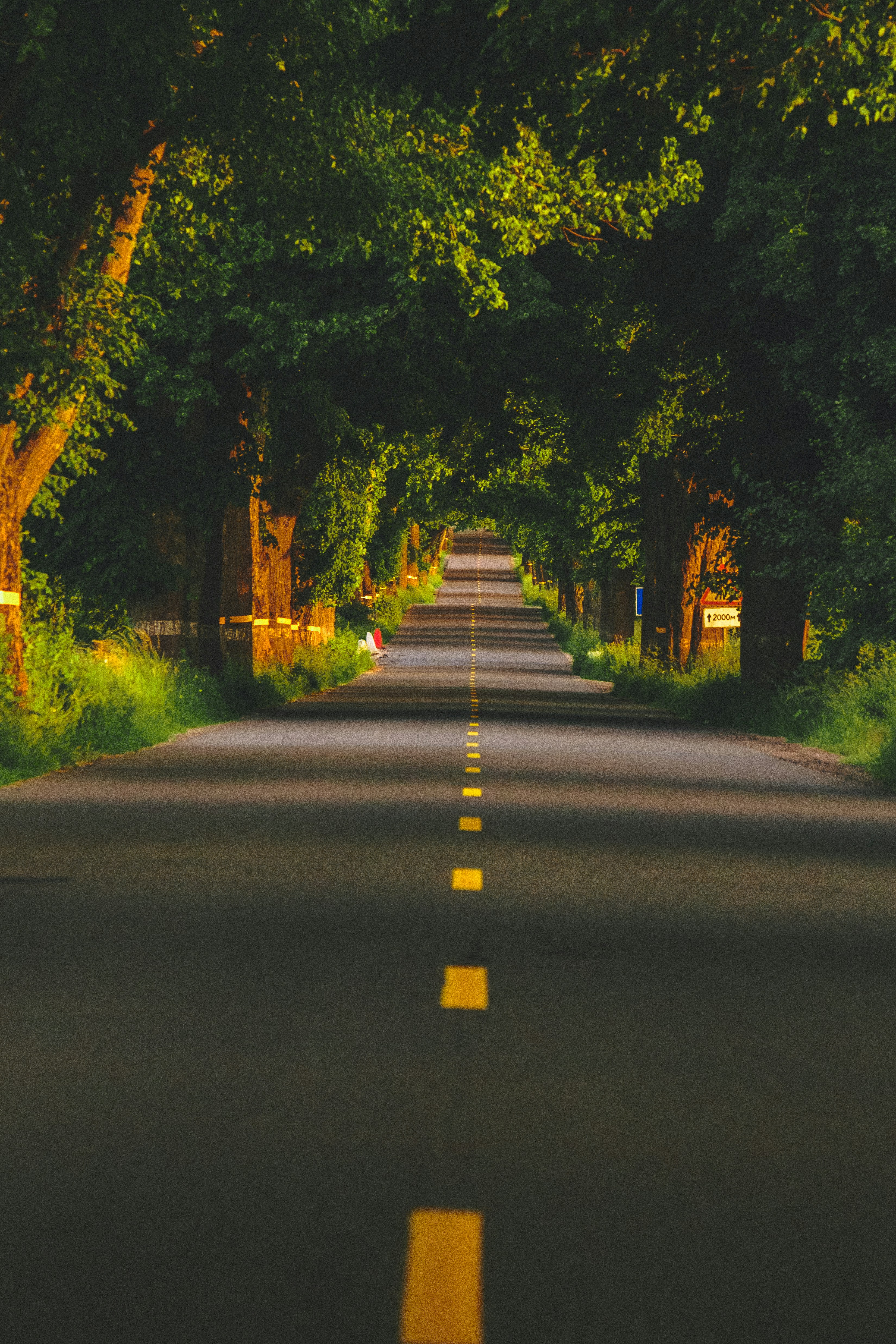 A tree-lined road with yellow dashed lines extending into distance.