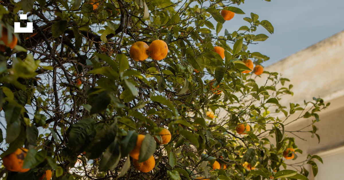Ripe Map Orange tree with ripe fruit in athens, greece - Free Photo on Unsplash