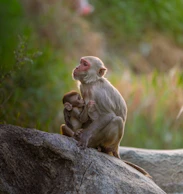 Mother monkey and baby resting on a rock.