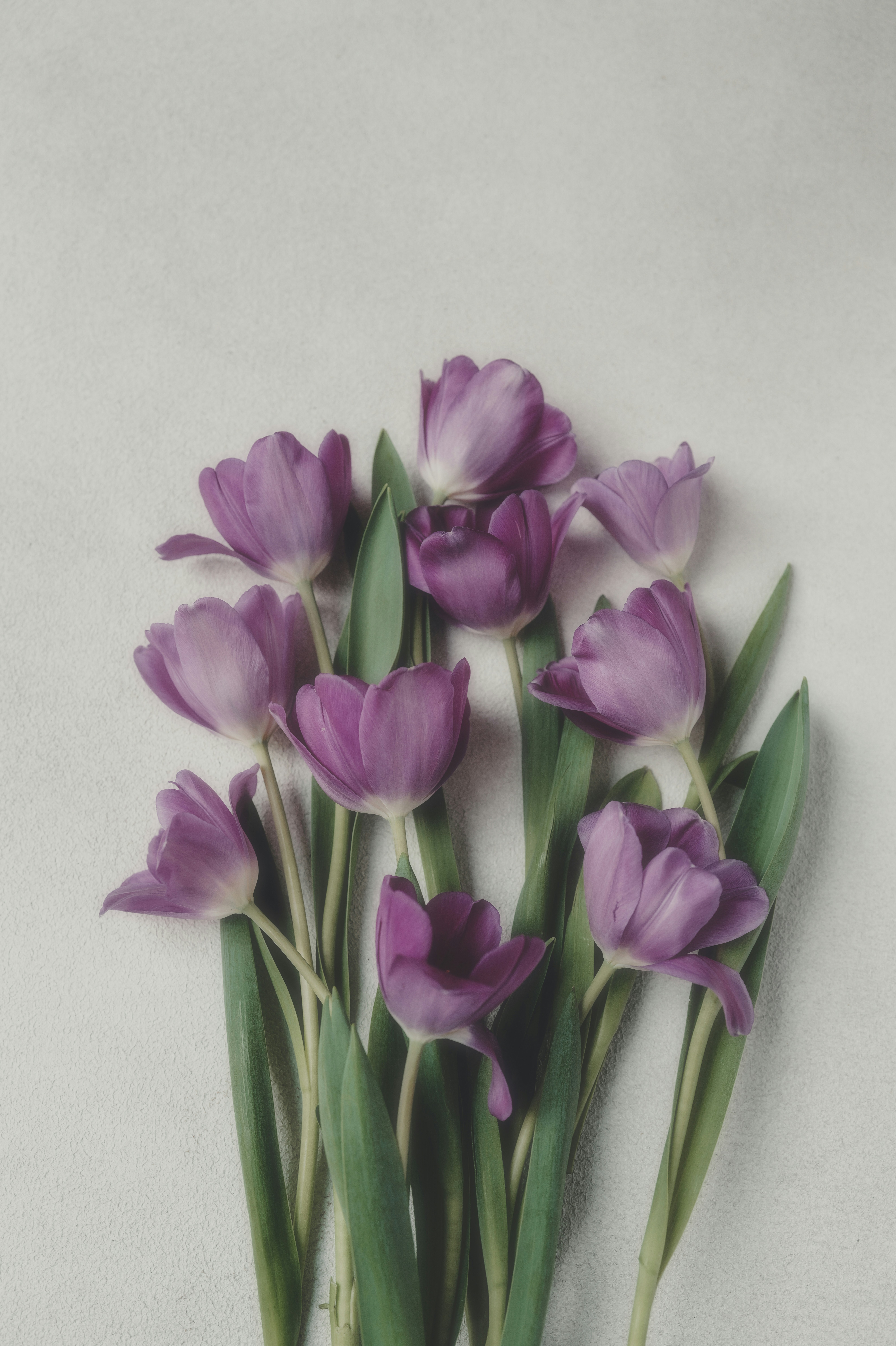 A bouquet of purple tulips on a light gray background.