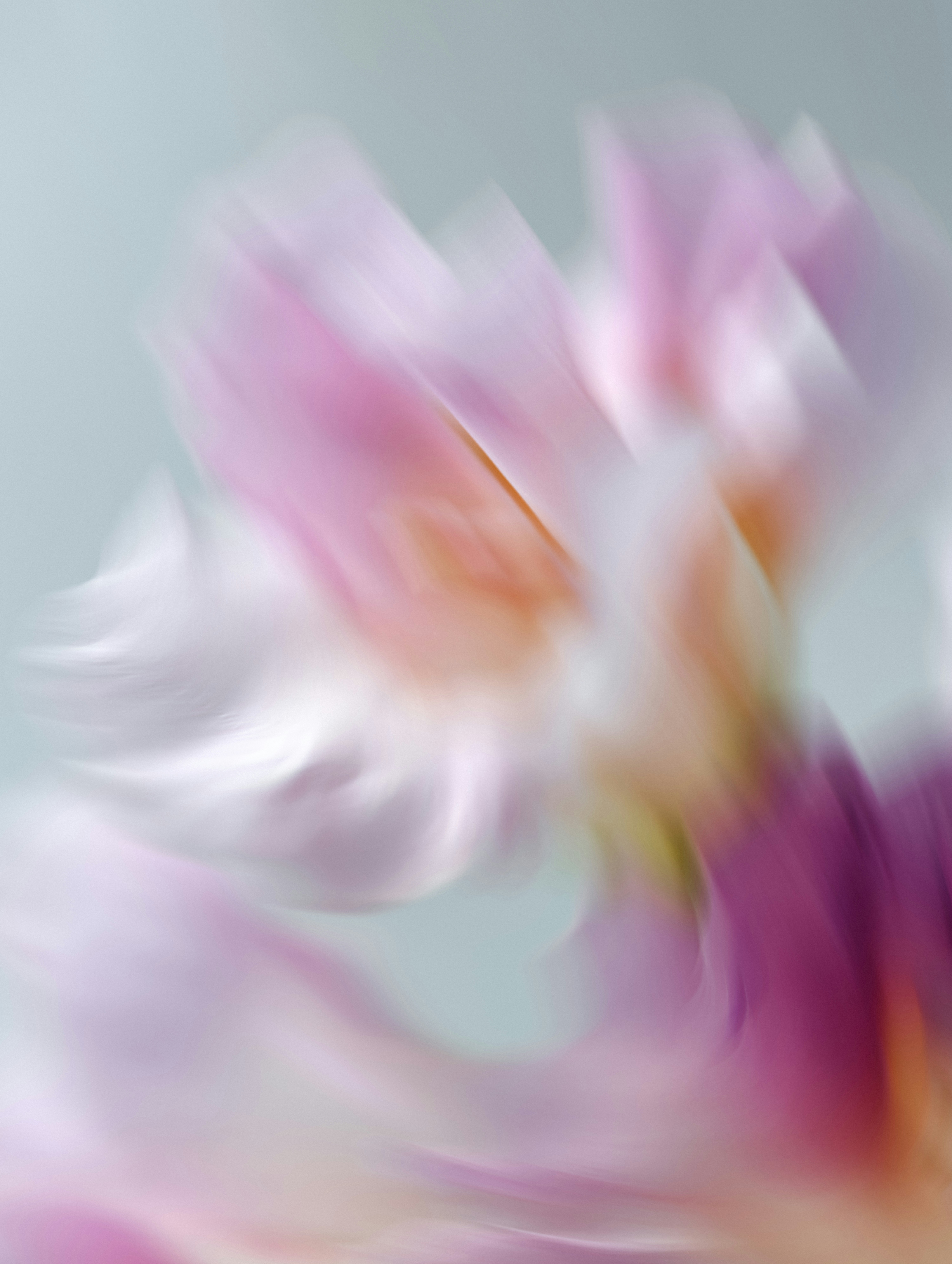 Abstract pink and purple flower with motion blur
