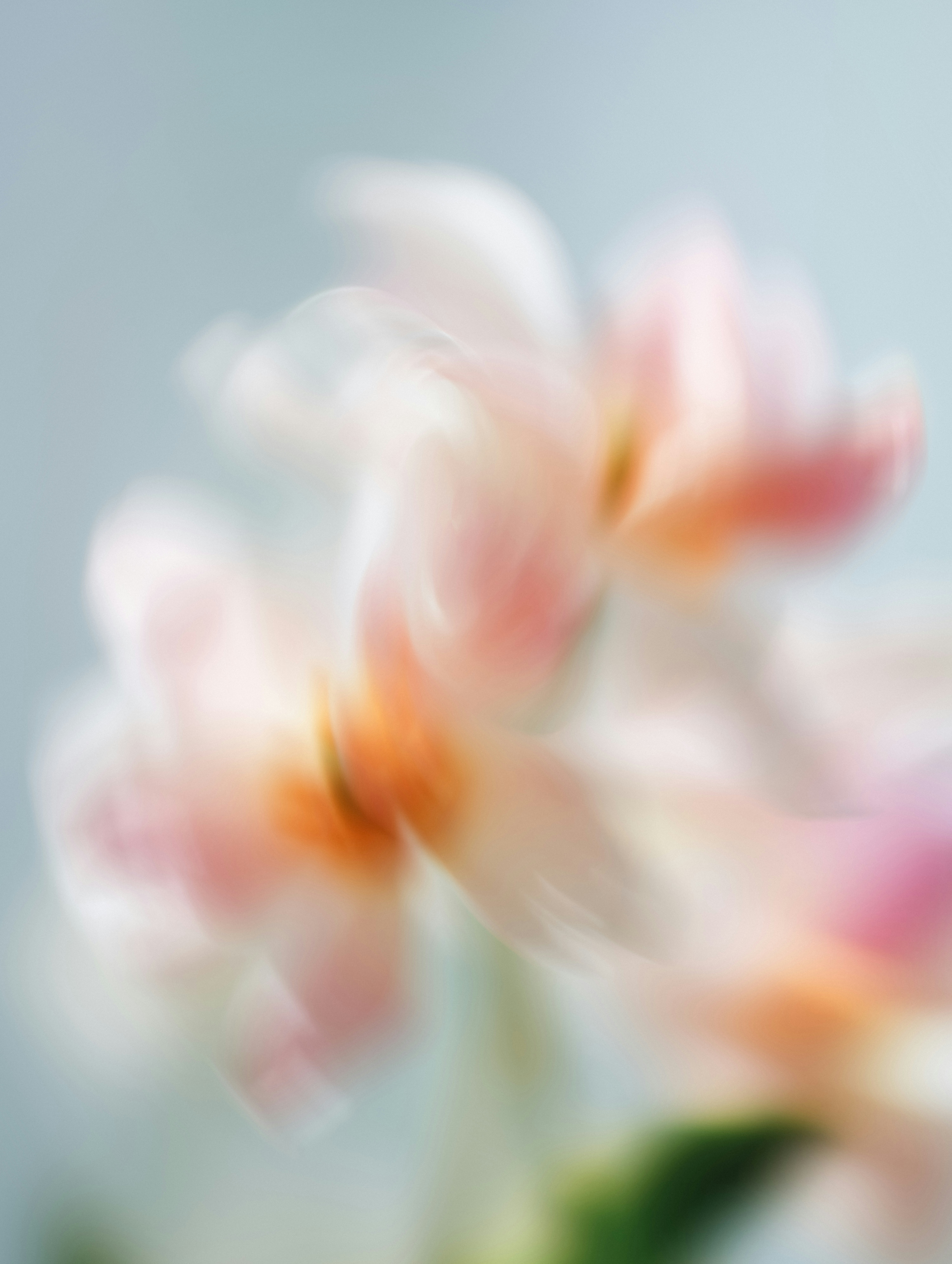 Des fleurs rose et orange se brouillaient doucement sur le bleu