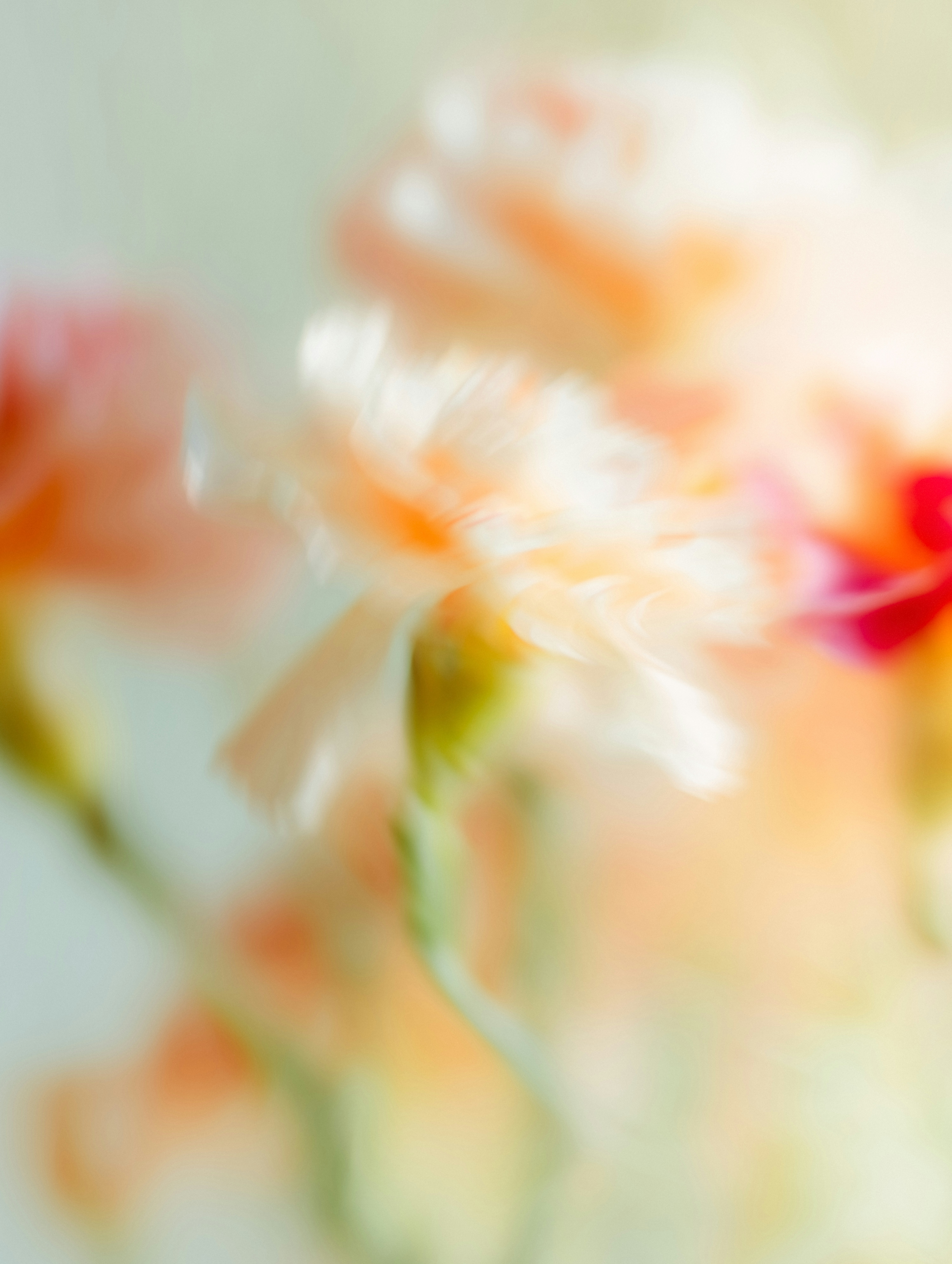 Abstract floral background with soft peach hues