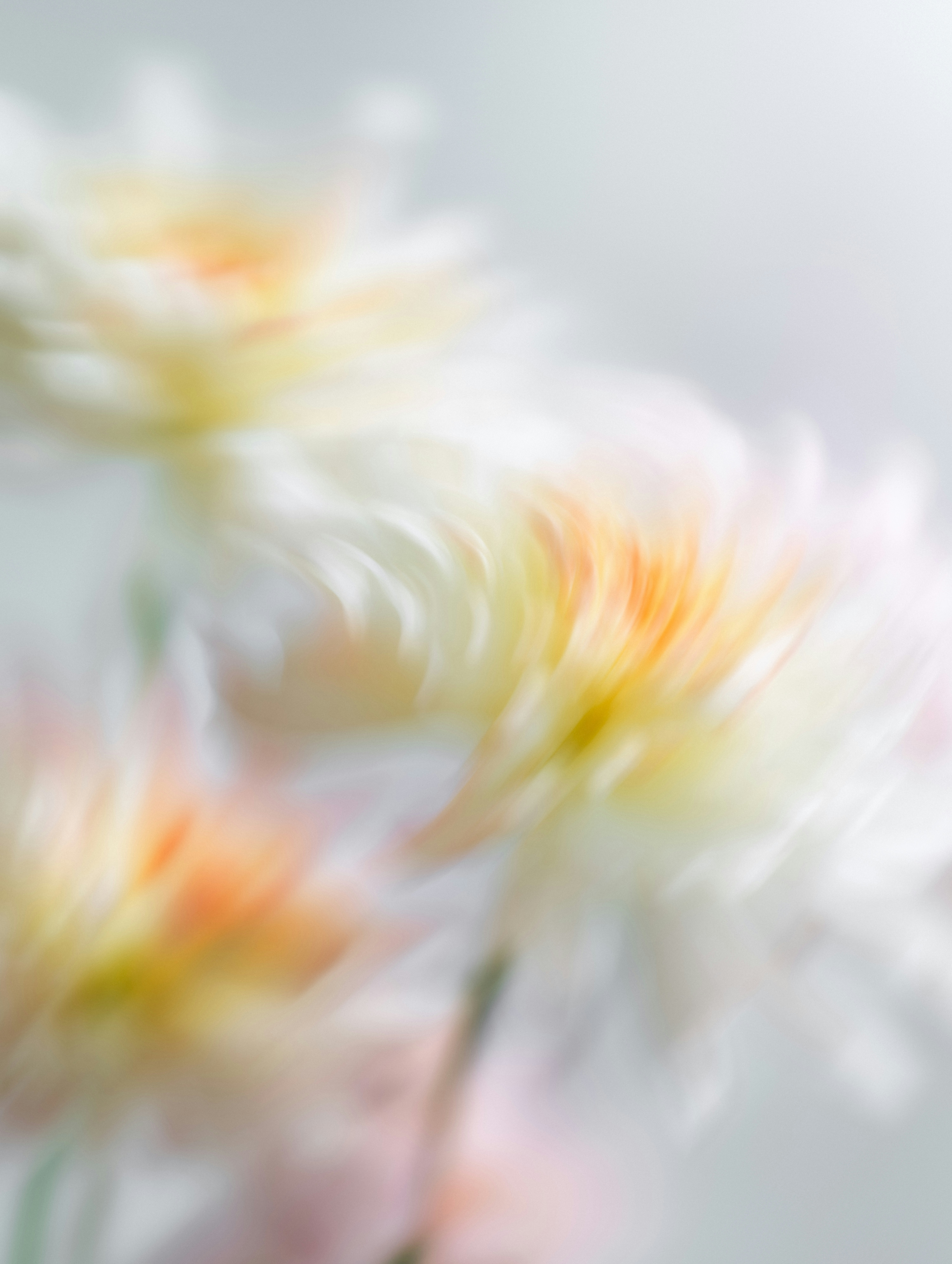 Fleurs blanches et jaunes floues de mouvement