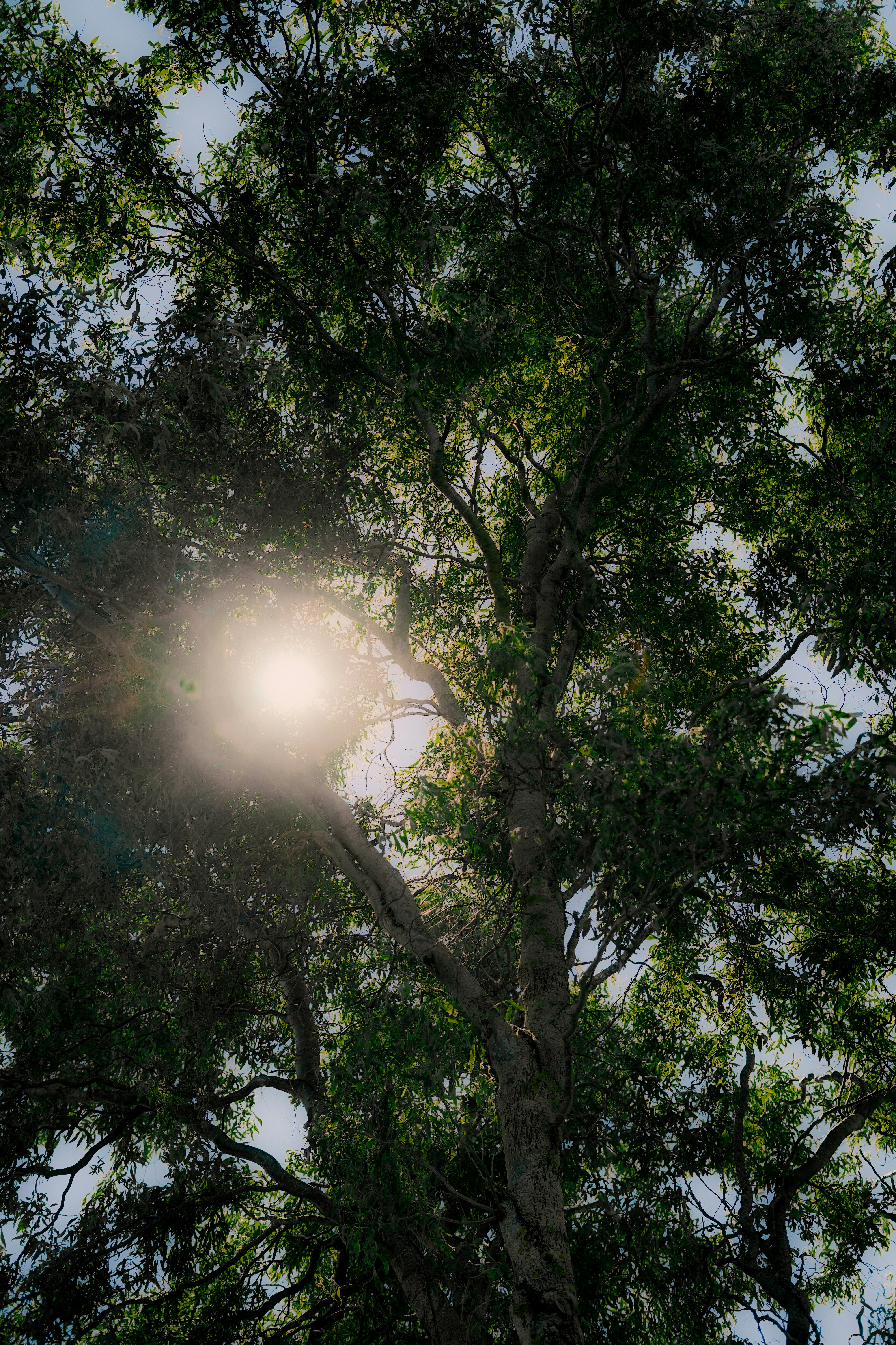 Sunlight shining through the green leaves of a tall tree.