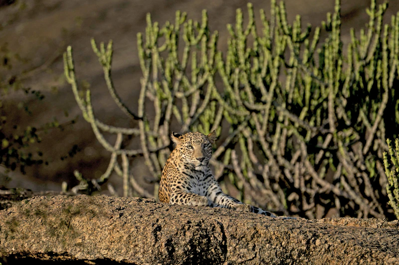 Jawai