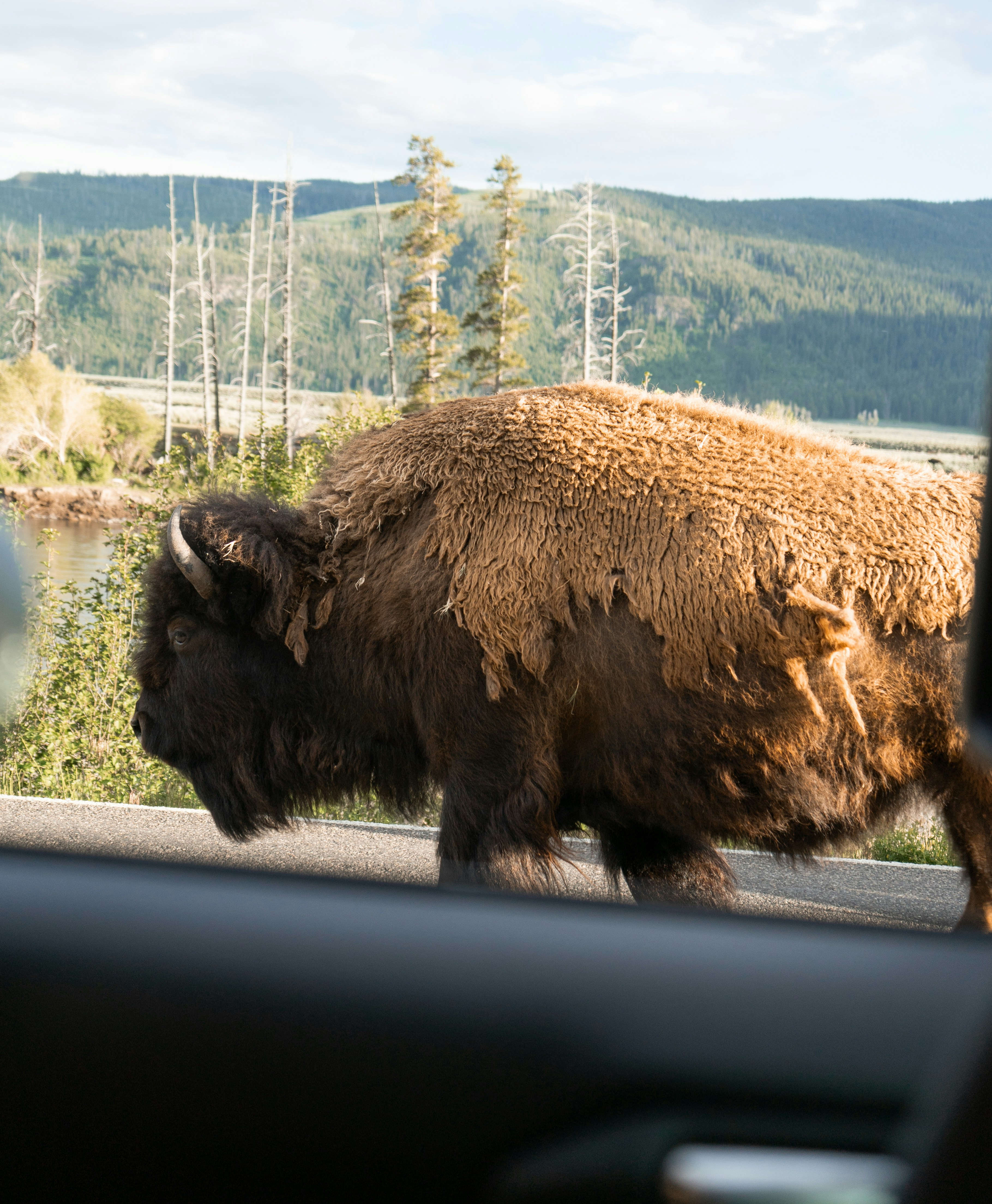 Un bisonte cammina su una strada attraverso un paesaggio naturale.