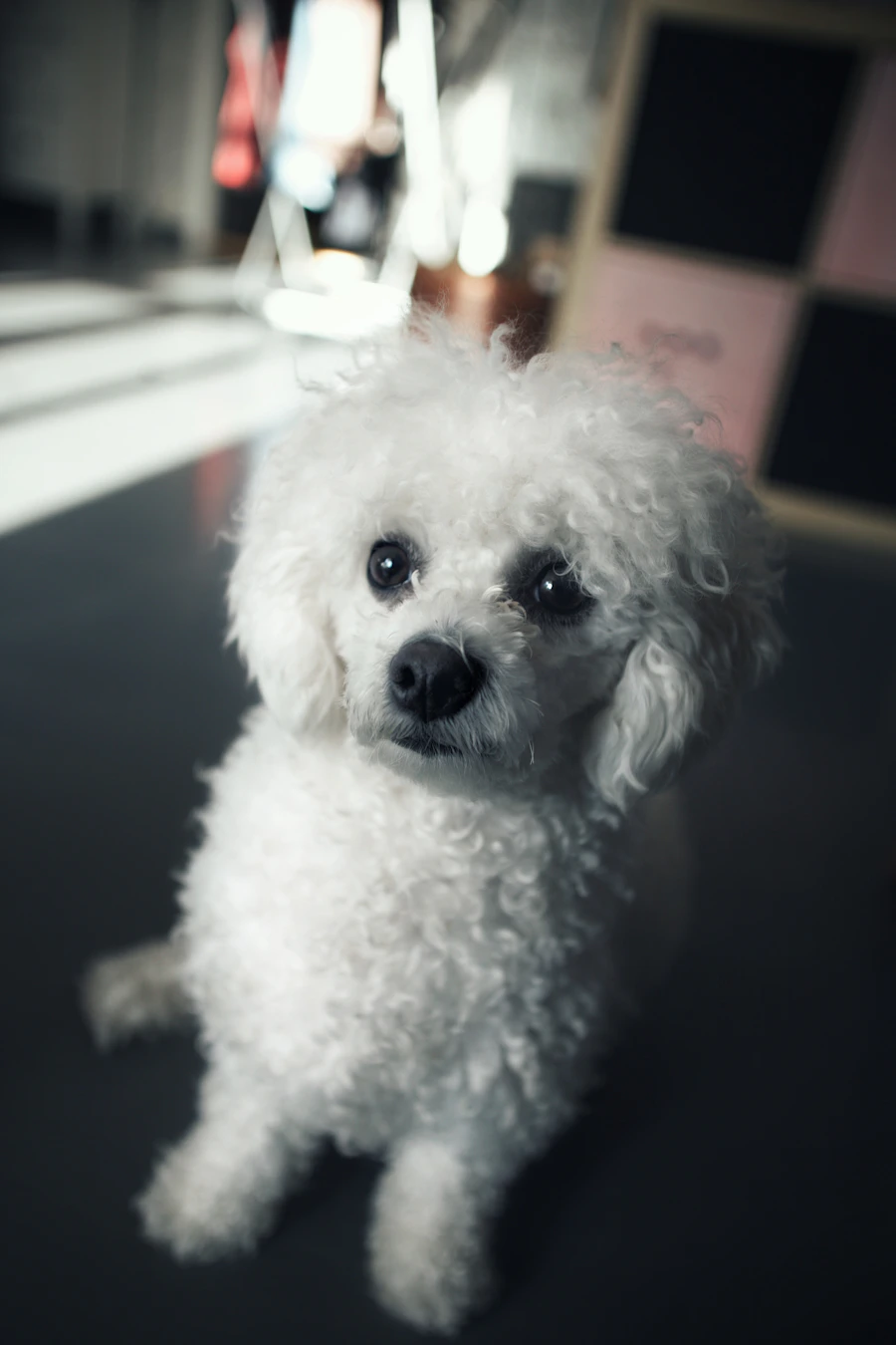Bichon blanc