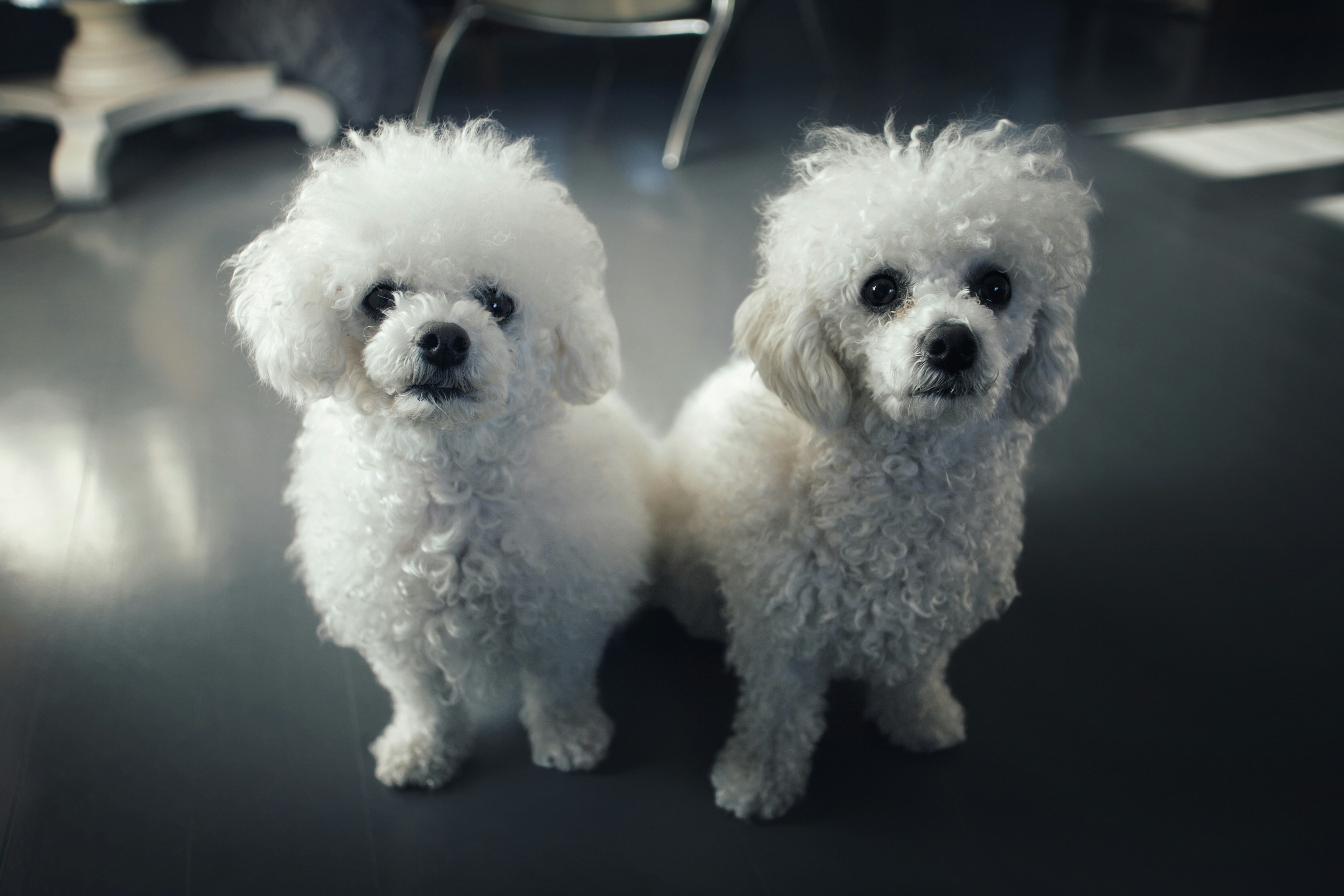 Dois poodles brancos sentam-se em um chão escuro olhando para frente.
