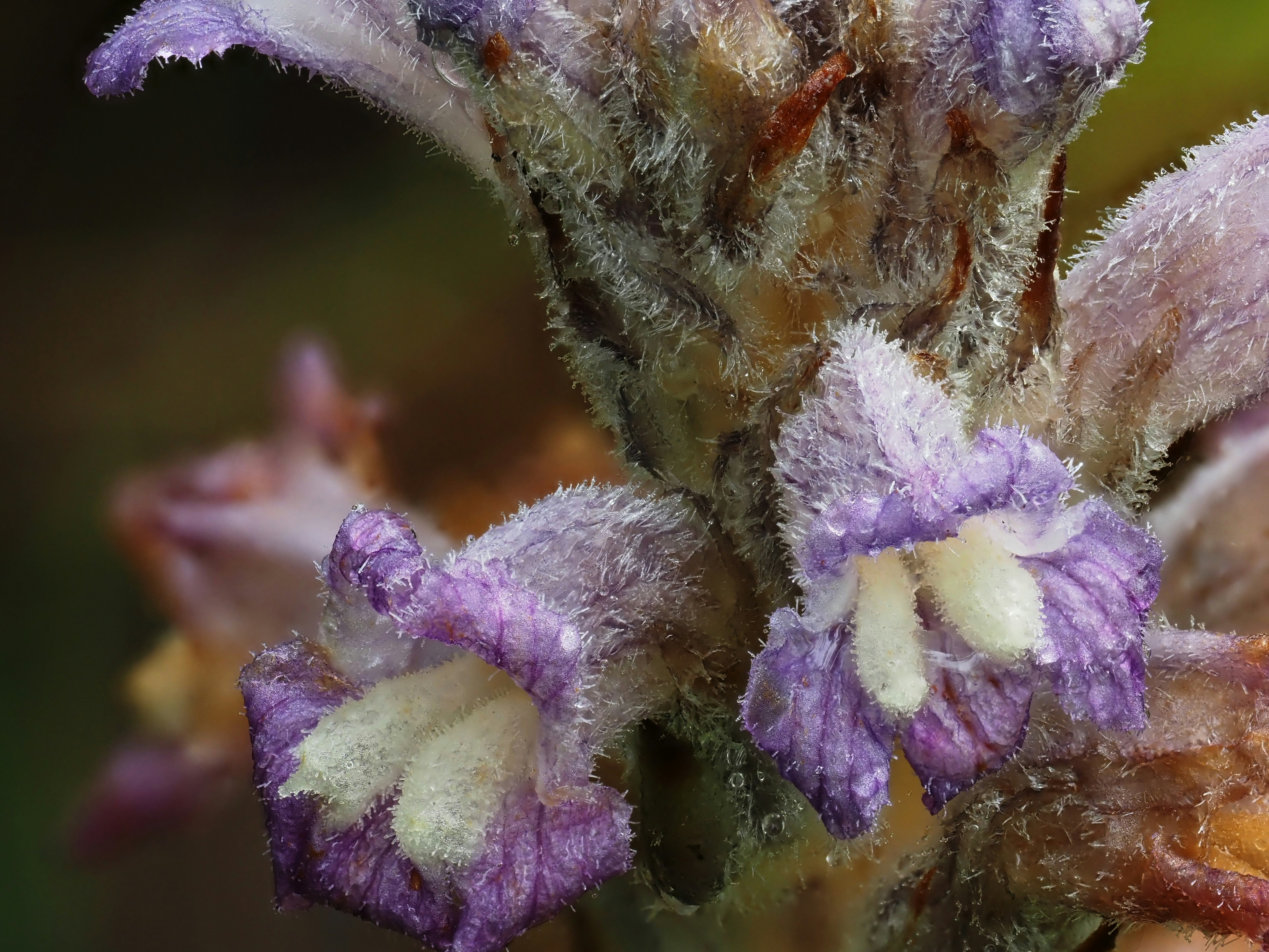Gros plan de fleurs duveteuses, violettes et brunes, avec des centres blancs.