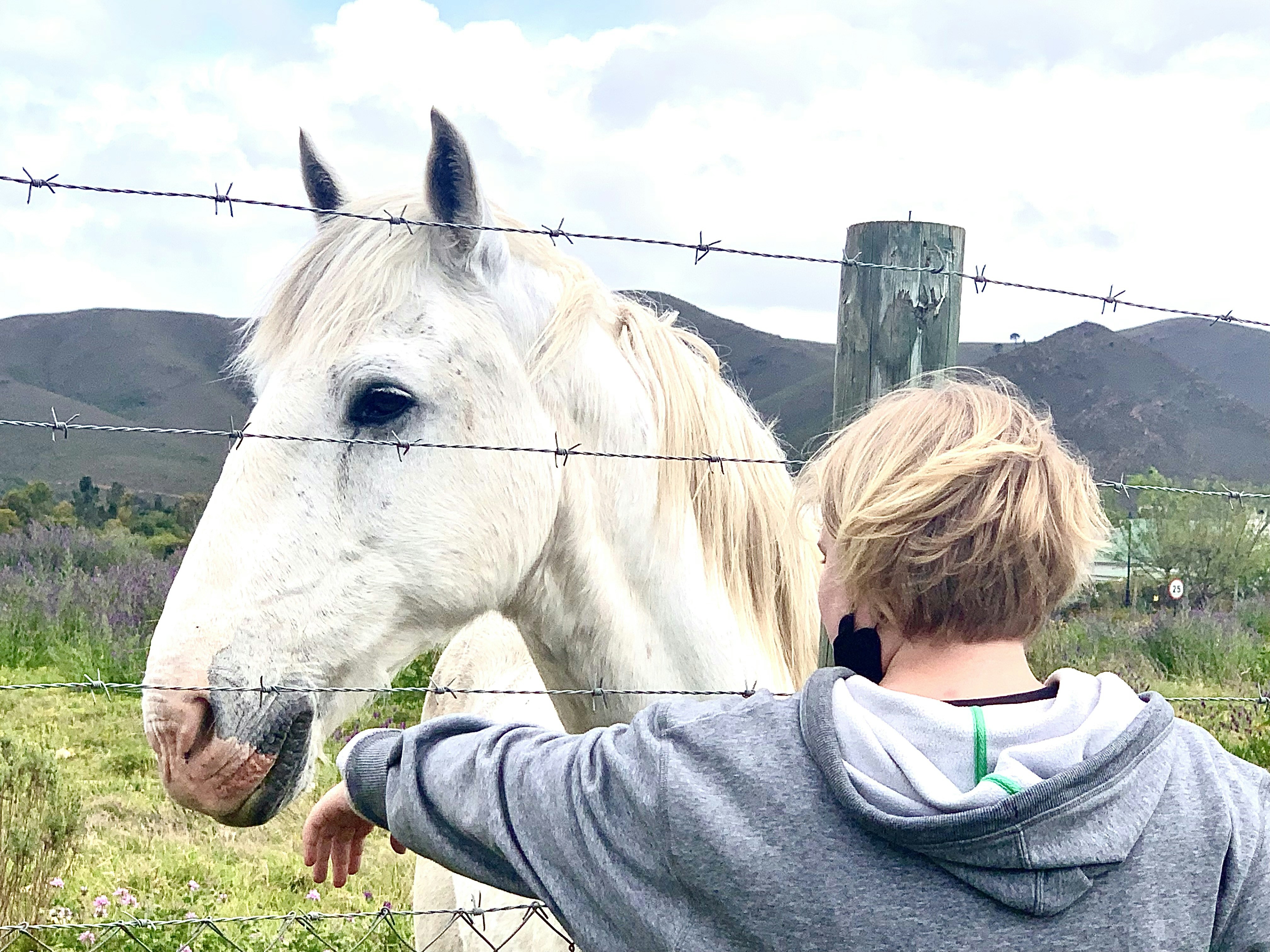Personne tendant la main vers un cheval blanc à travers une clôture.