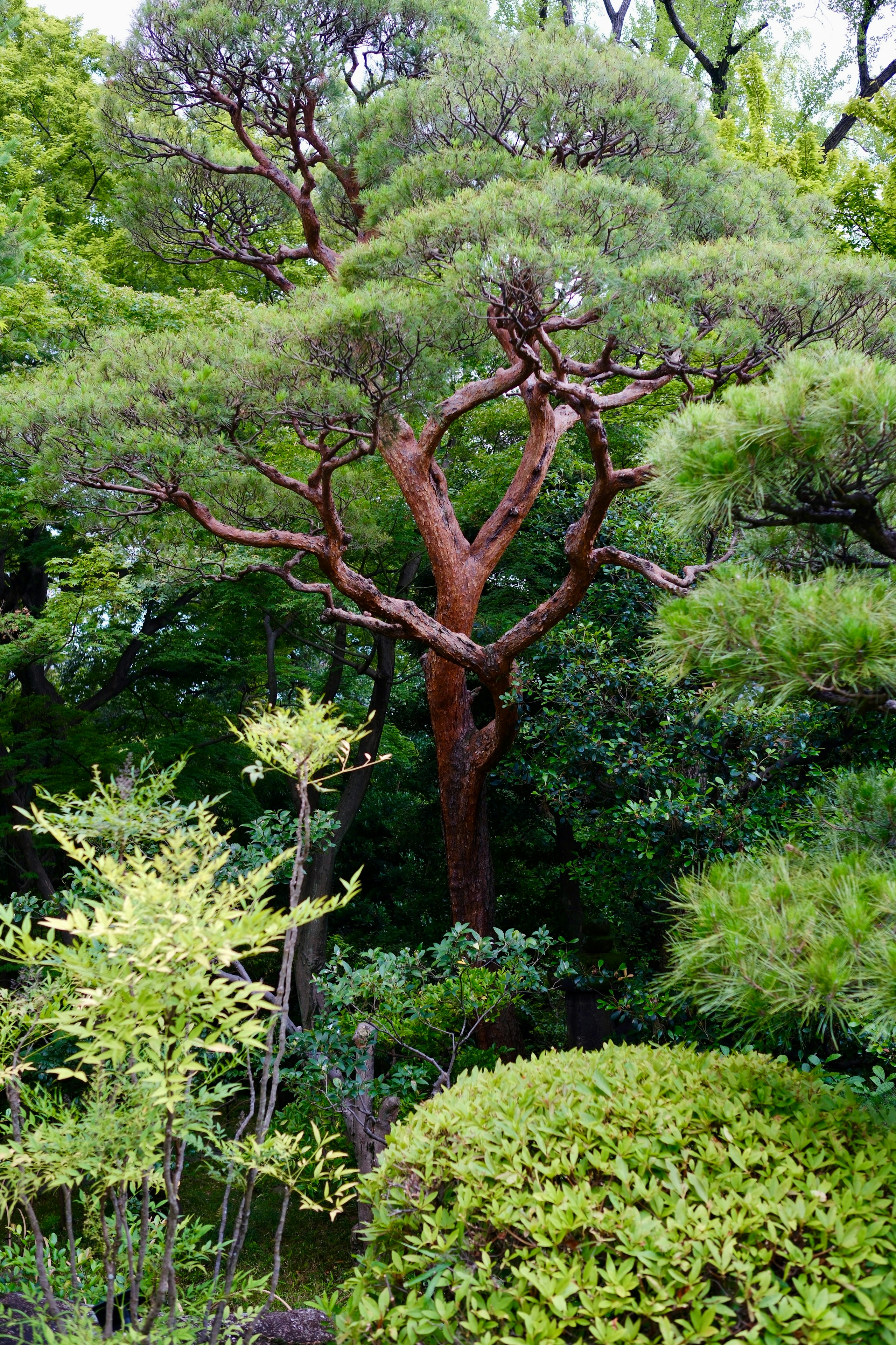 Un majestueux arbre noueux entouré de plantes vertes éclatantes.
