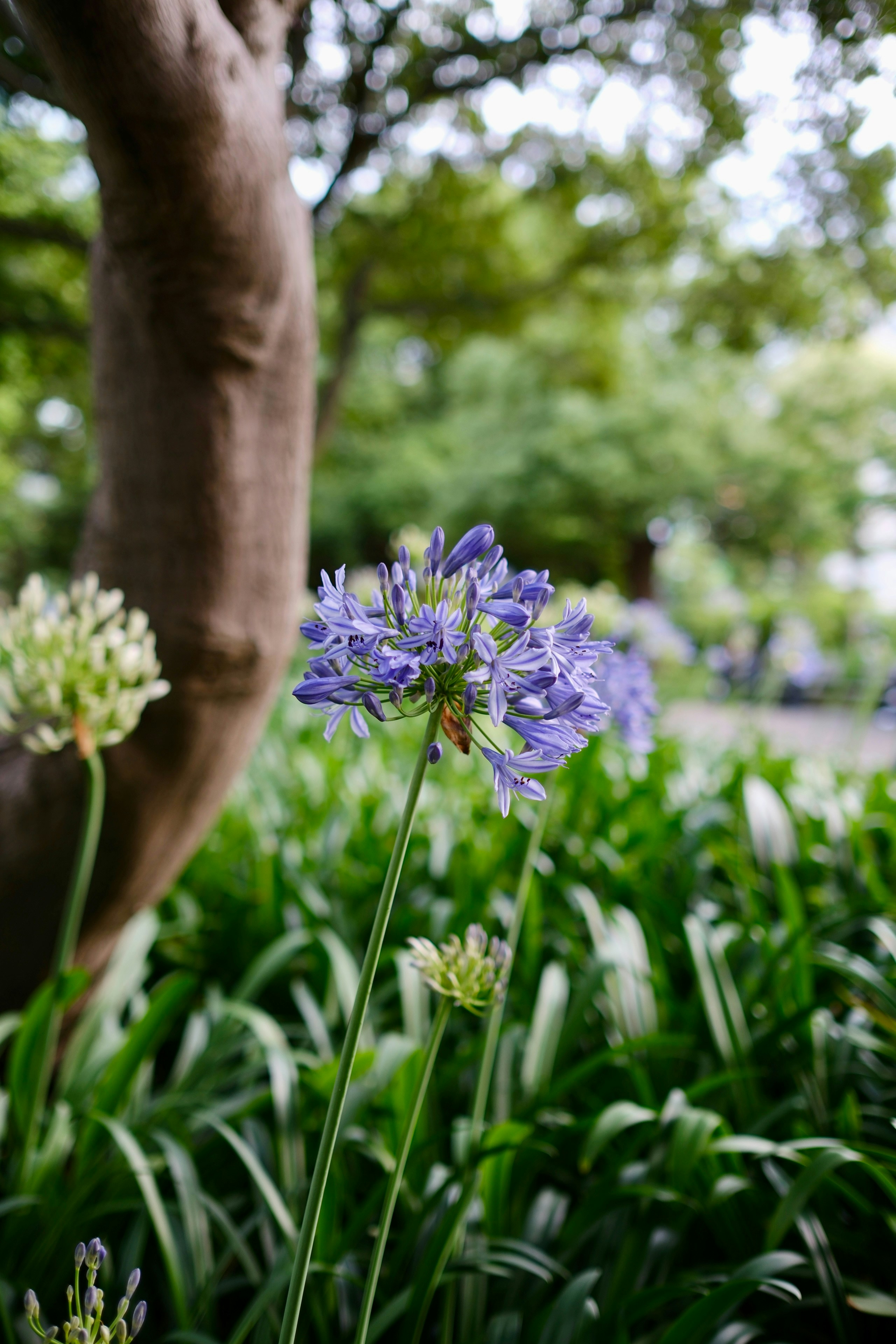Fleurs d’agapanthe pourpres fleurissant dans un jardin verdoyant.
