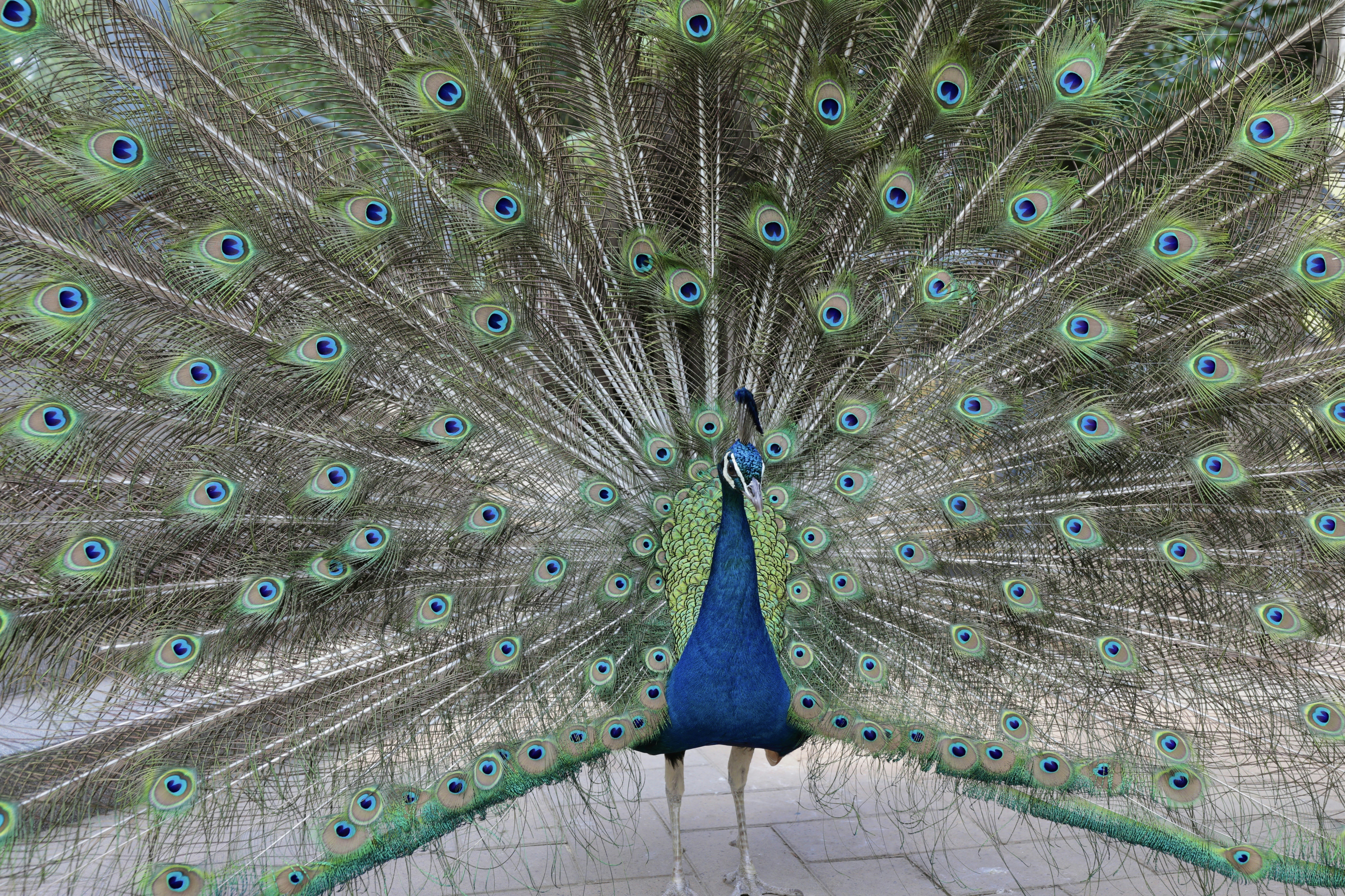 Vibrant peacock displaying its fanned tail feathers