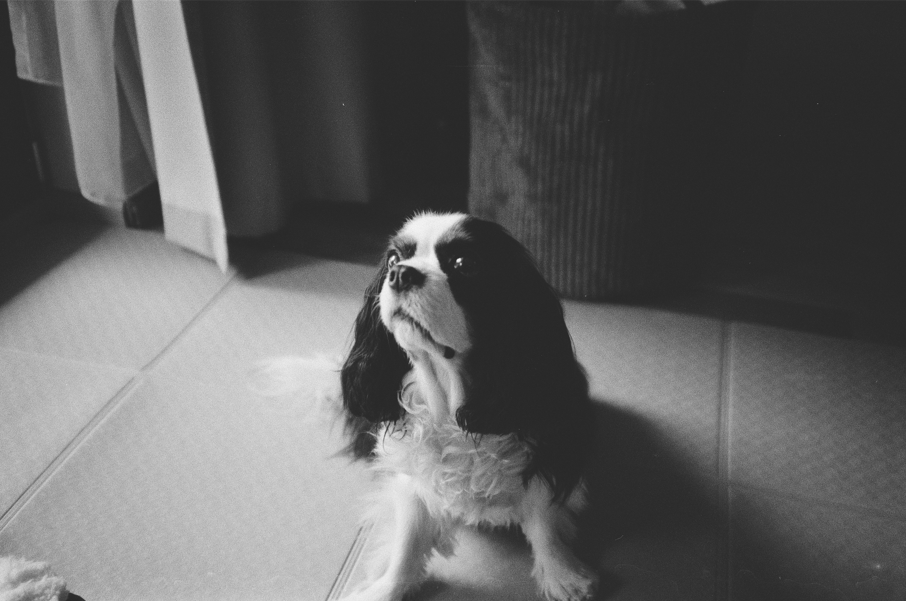 A black and white cavalier king charles spaniel looking up