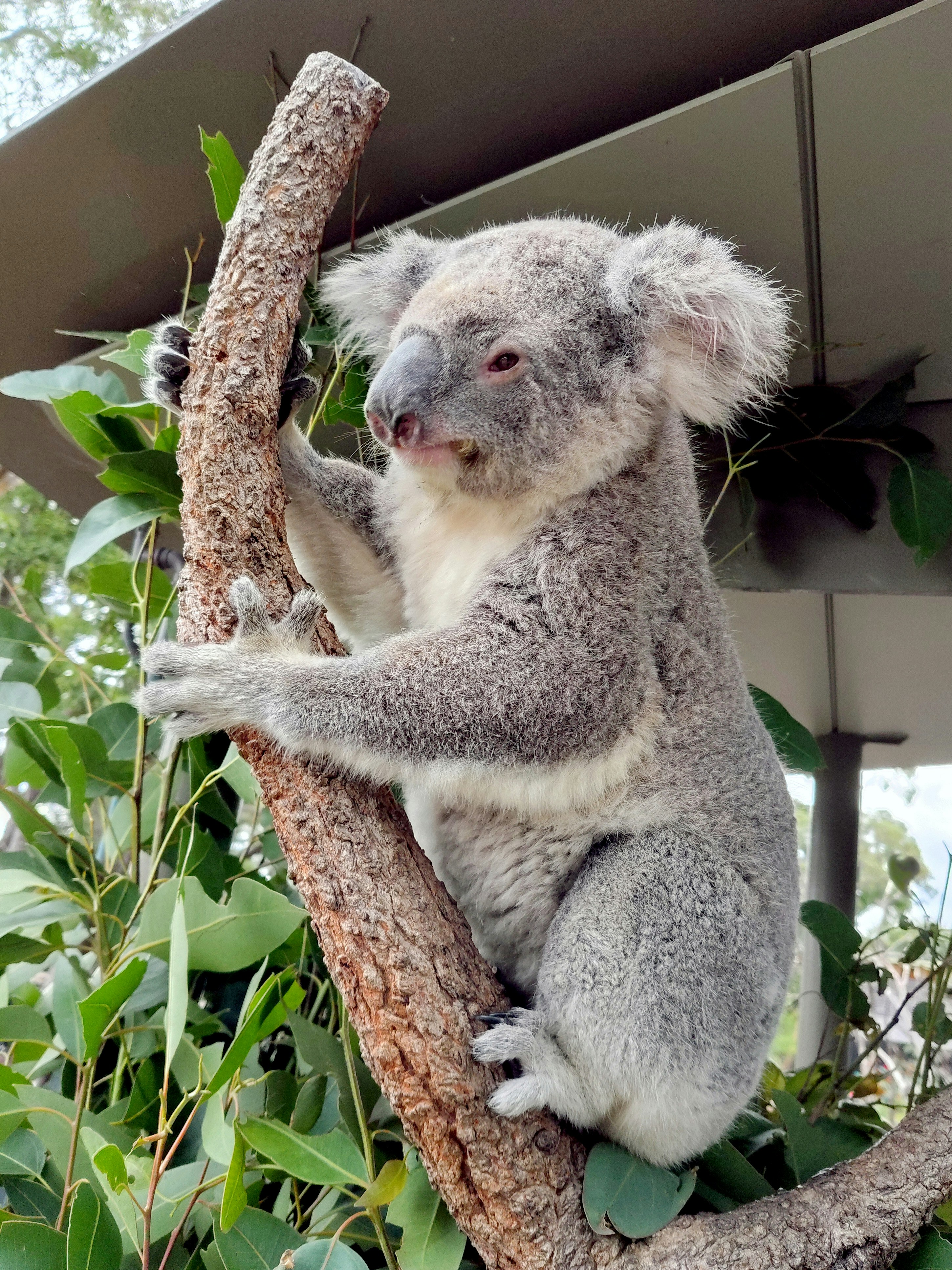 A koala climbing a tree with green leaves